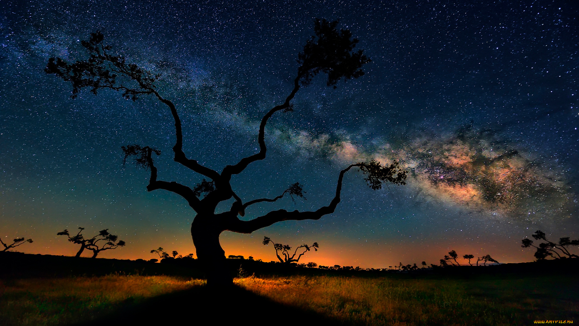 природа, деревья, саванна, ночь, небо, звезды, млечный, путь