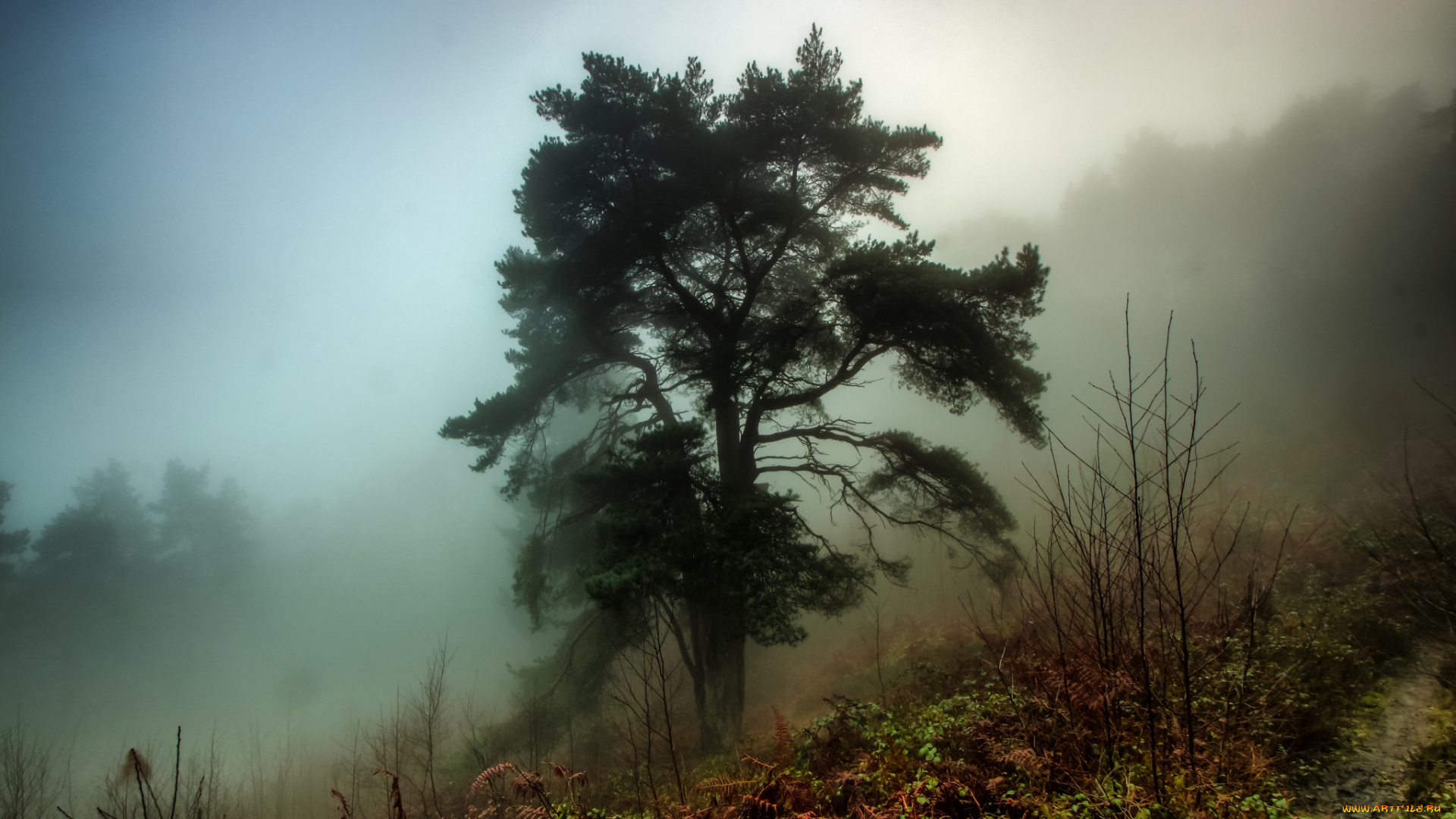природа, деревья, туман, сосна