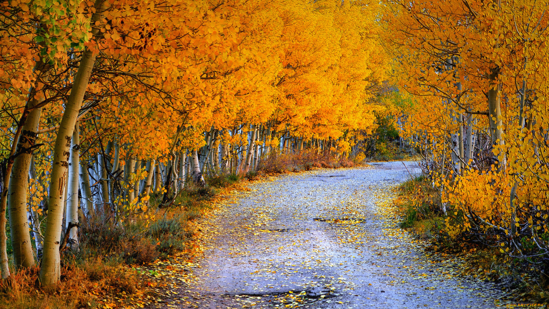 природа, дороги, шоссе, лес, осень