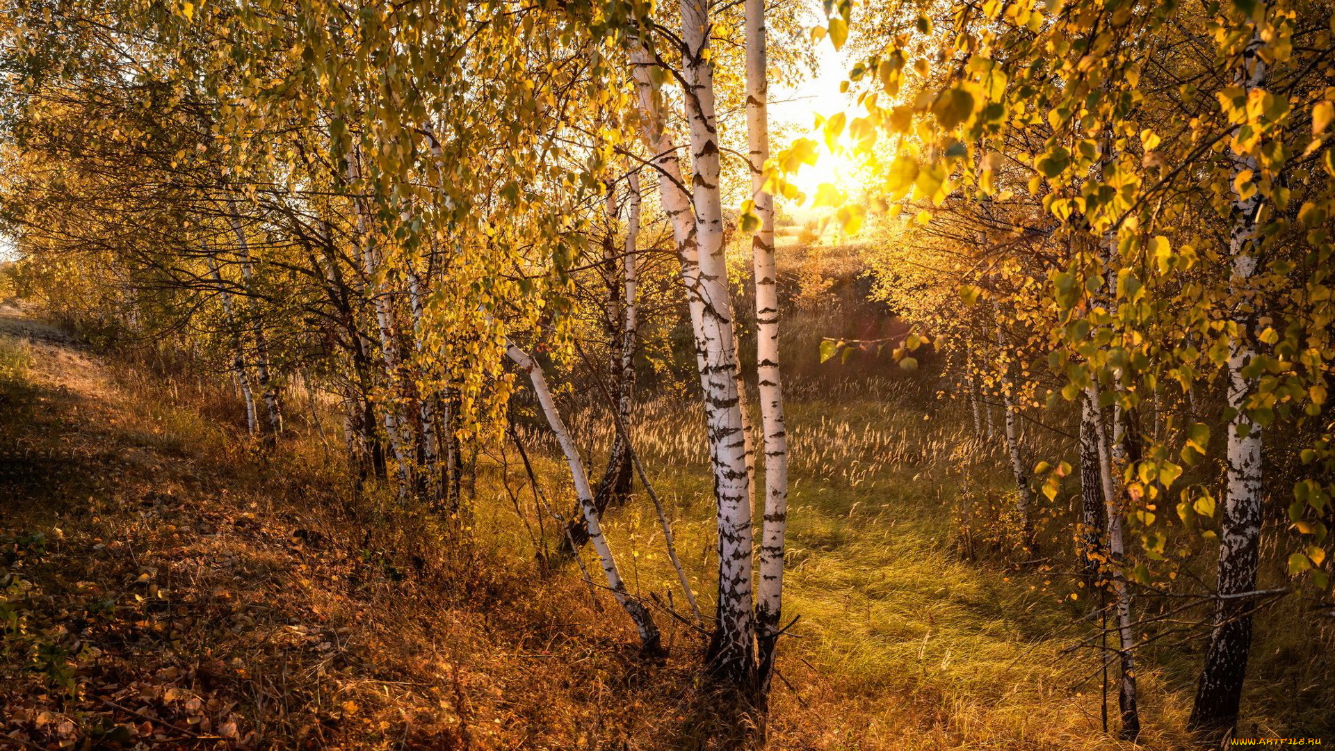 природа, лес, солнце, берёзы, деревья, осень