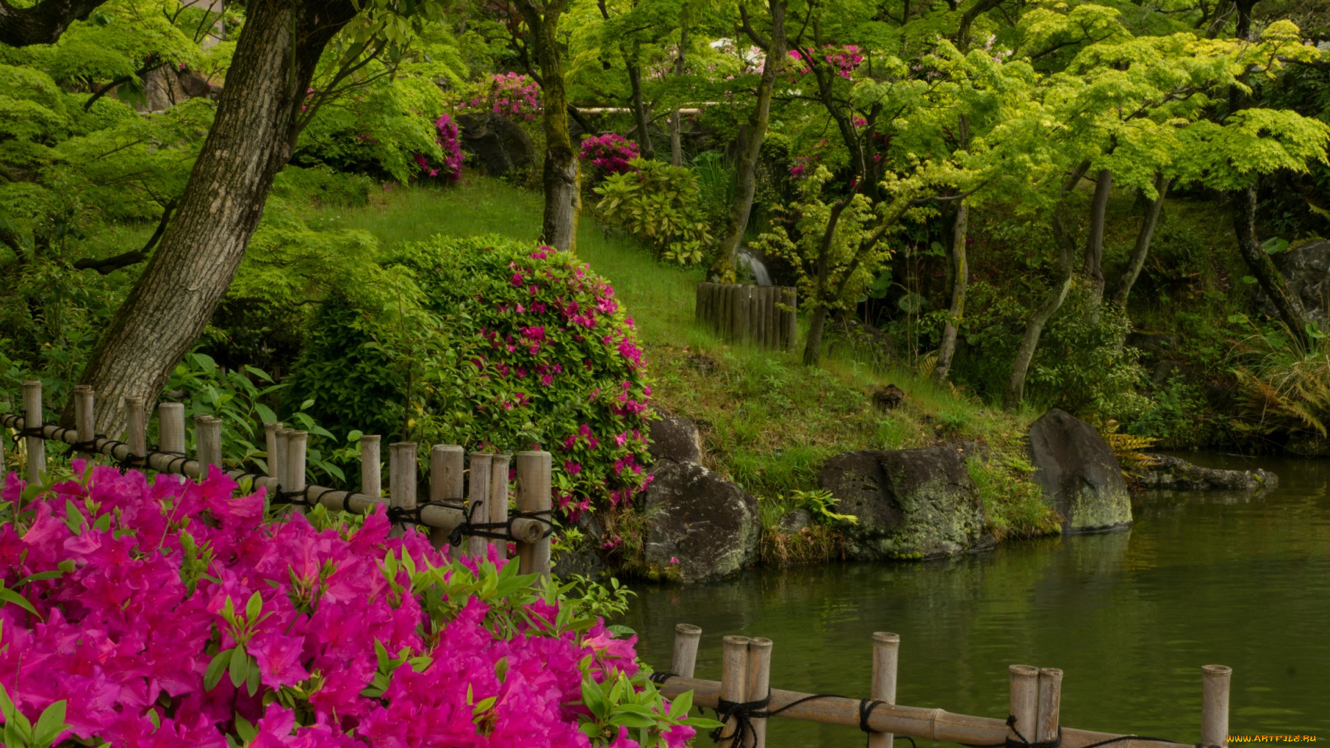 природа, парк, азалия, рододендрон, деревья, пруд, вода, кобе, Япония, сад