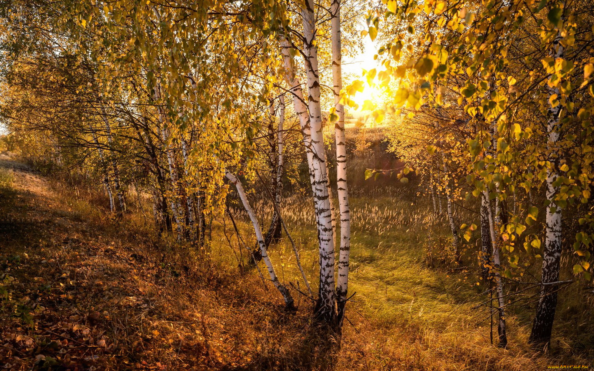 природа, лес, солнце, берёзы, деревья, осень