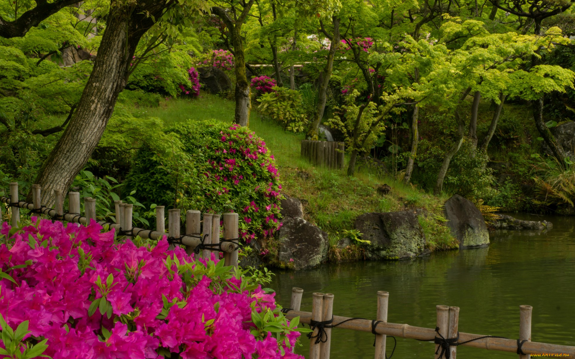 природа, парк, азалия, рододендрон, деревья, пруд, вода, кобе, Япония, сад