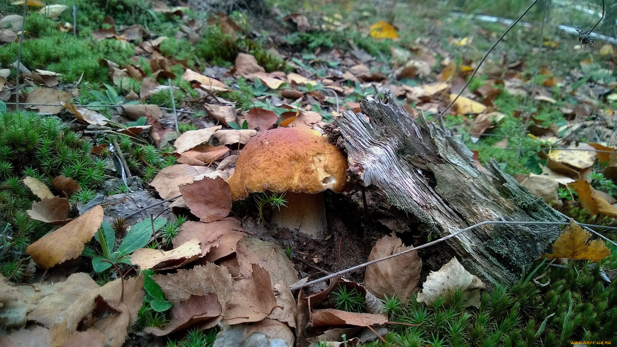 гриб в осеннем лесу без смс