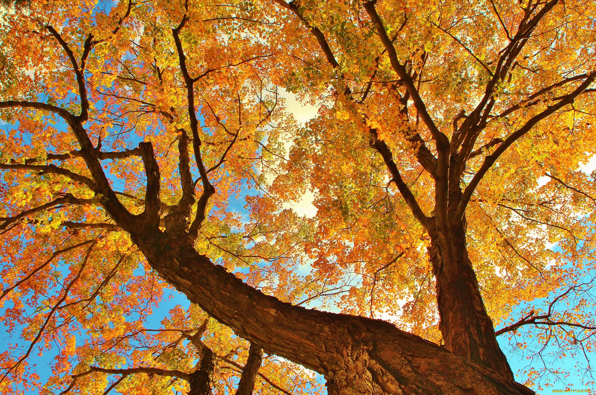 природа, деревья, осень, листья, ветки, ствол, дерево, небо