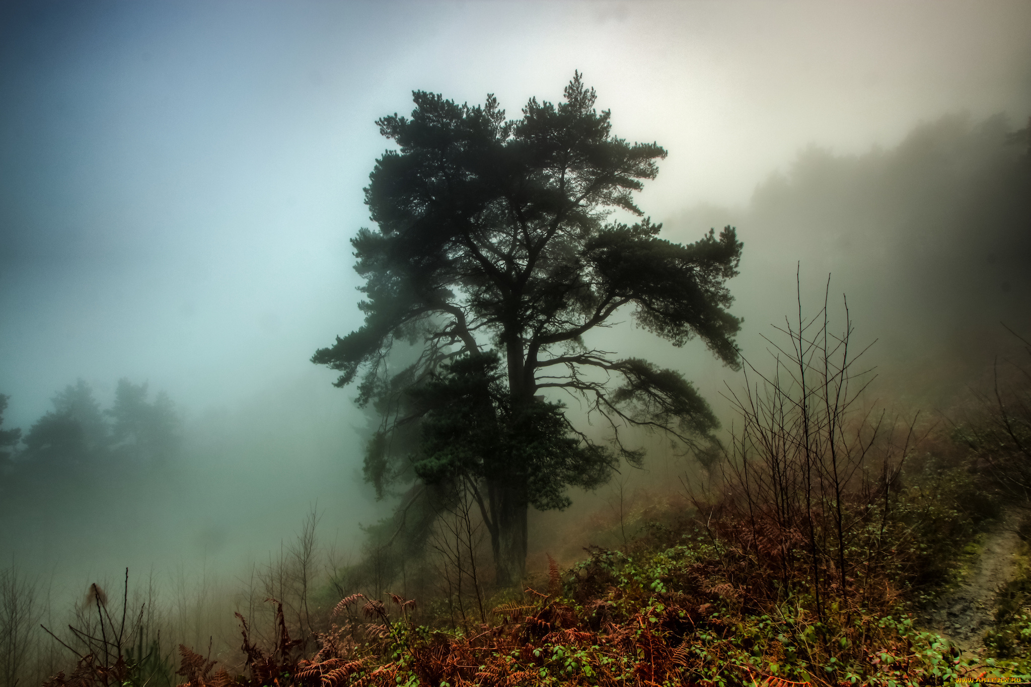 природа, деревья, туман, сосна