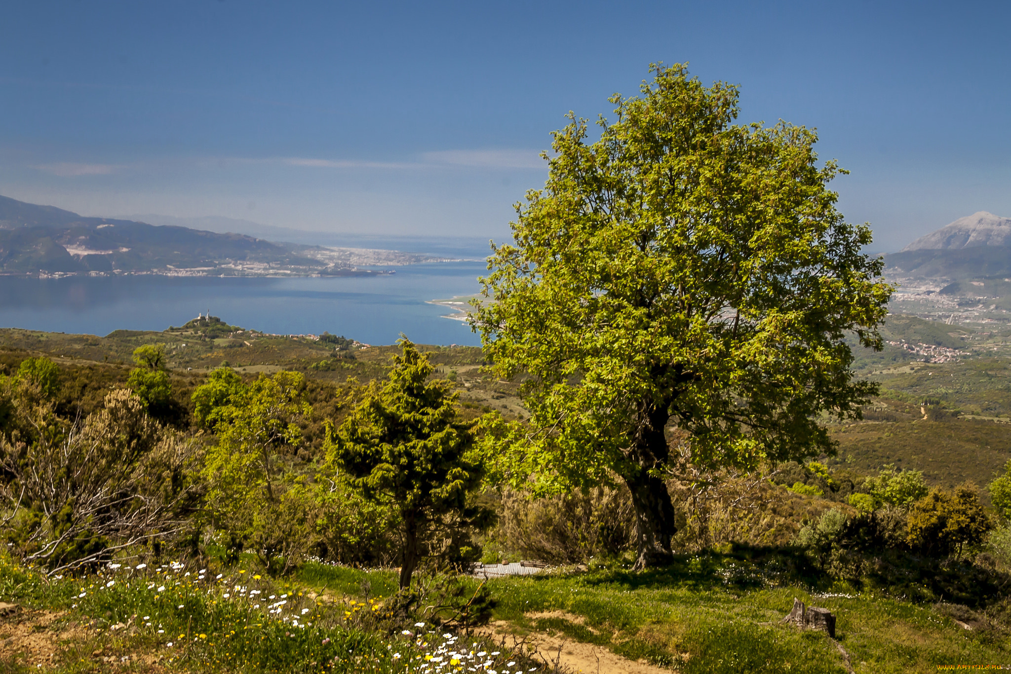 природа, пейзажи, панорама, дерево