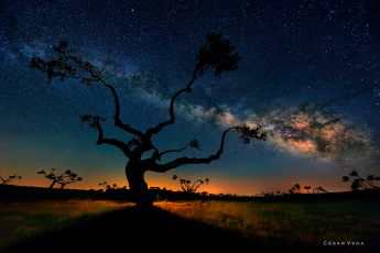 Картинка природа деревья саванна ночь небо звезды млечный путь