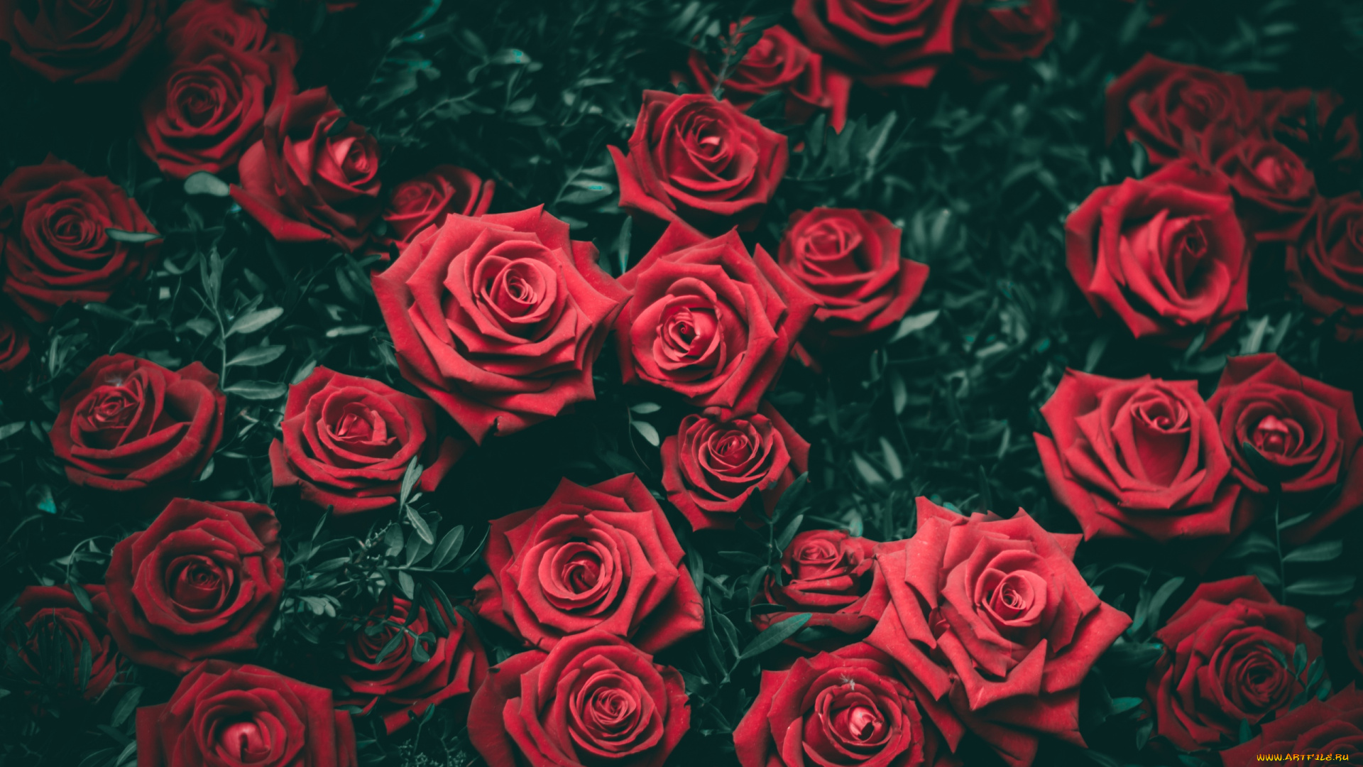 цветы, розы, много, красный