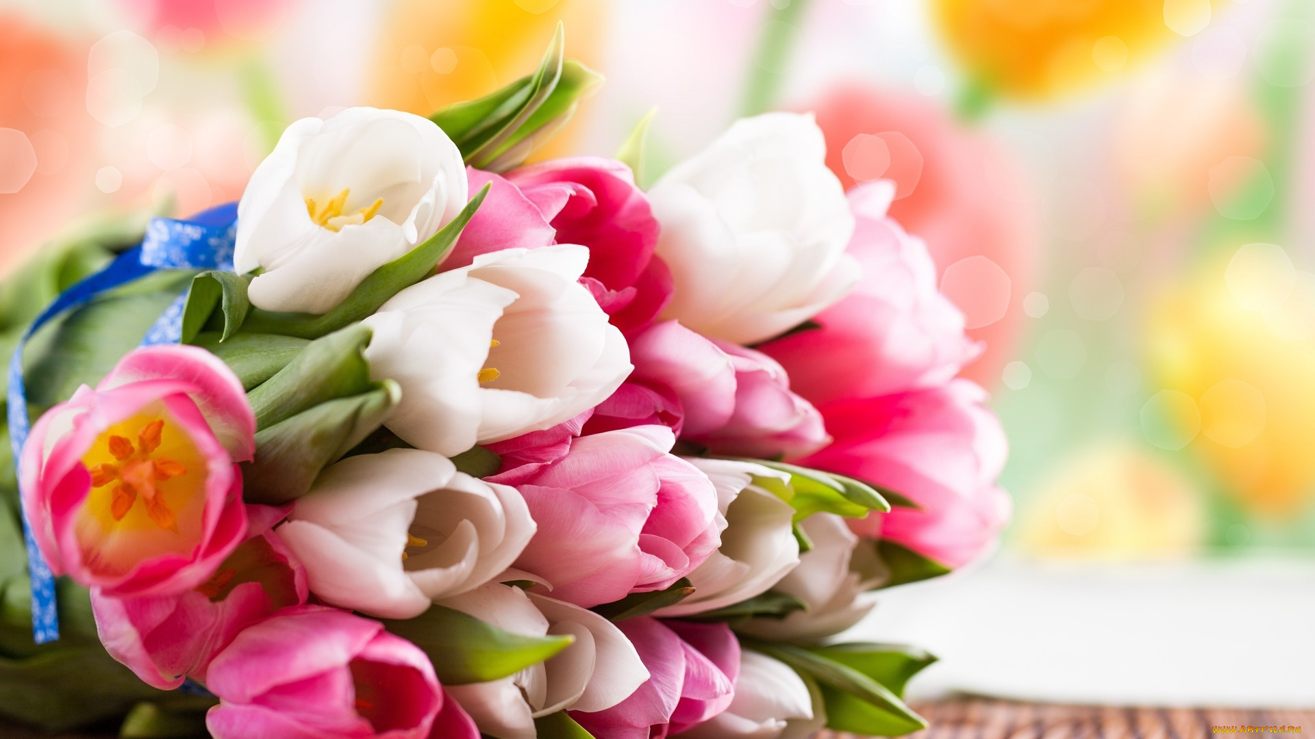 цветы, тюльпаны, белые, розовые, букет