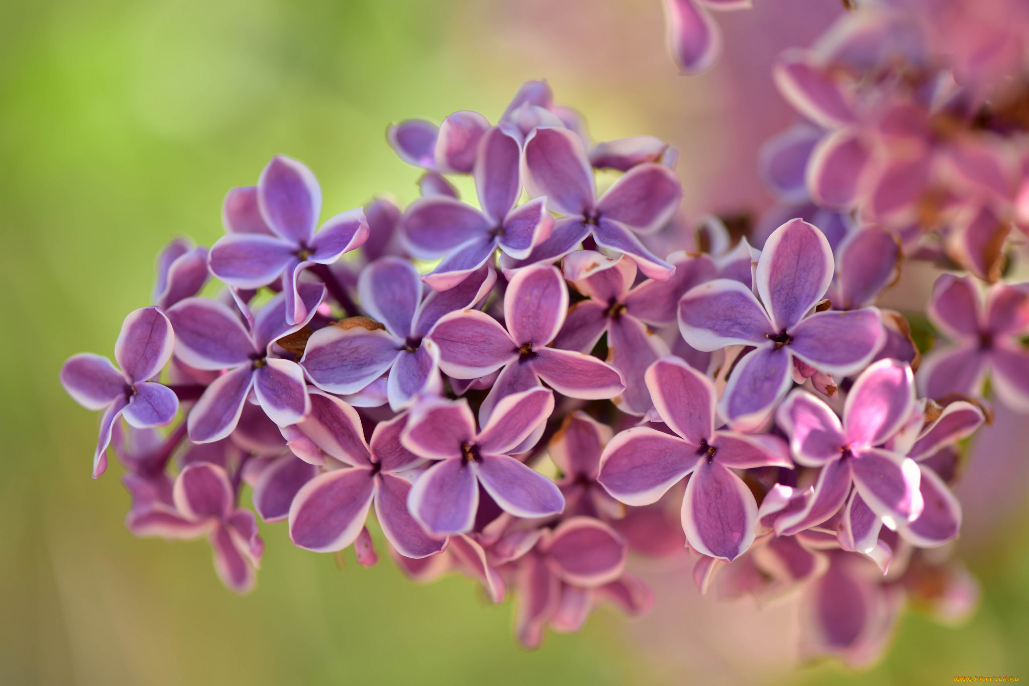 природа сиреневые цветы nature lilac flowers скачать