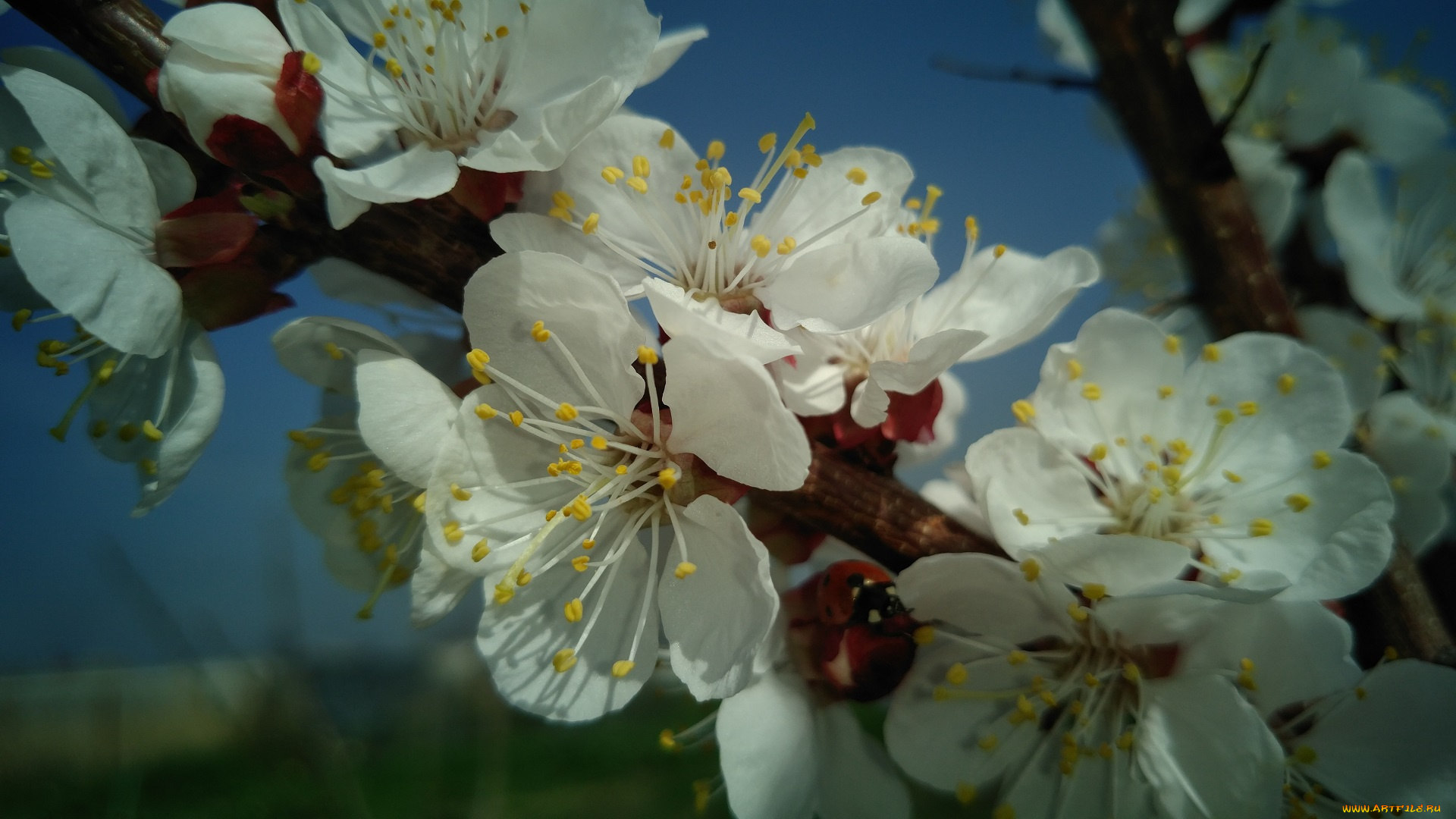 цветы, цветущие, деревья, , , кустарники, весна, 2018