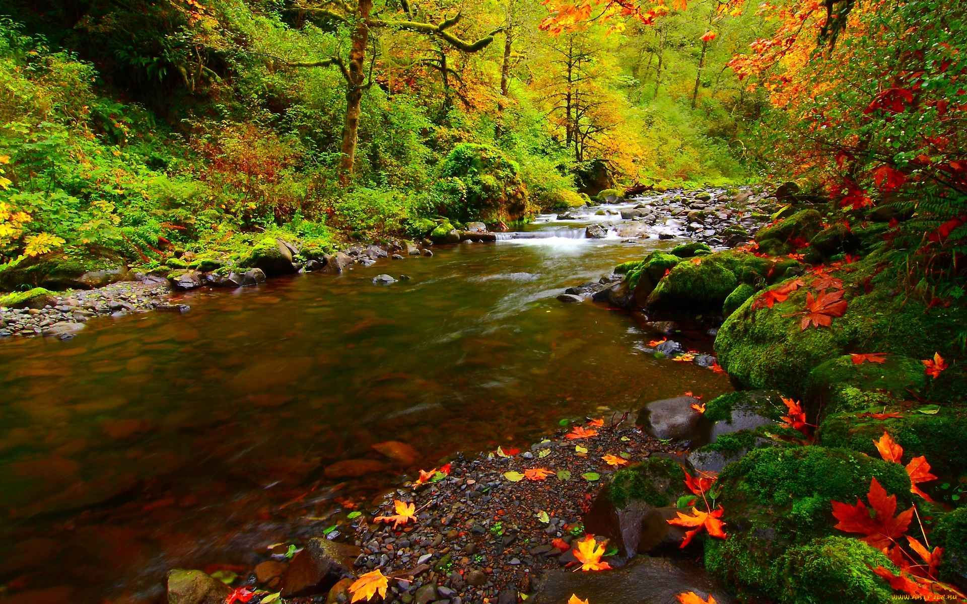 природа, реки, озера, осень, мох, камни, листья, река, деревья, лес