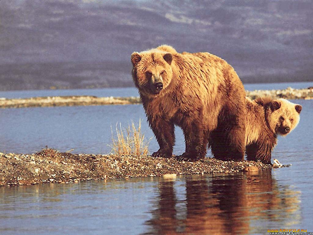 медведь, животные, медведи