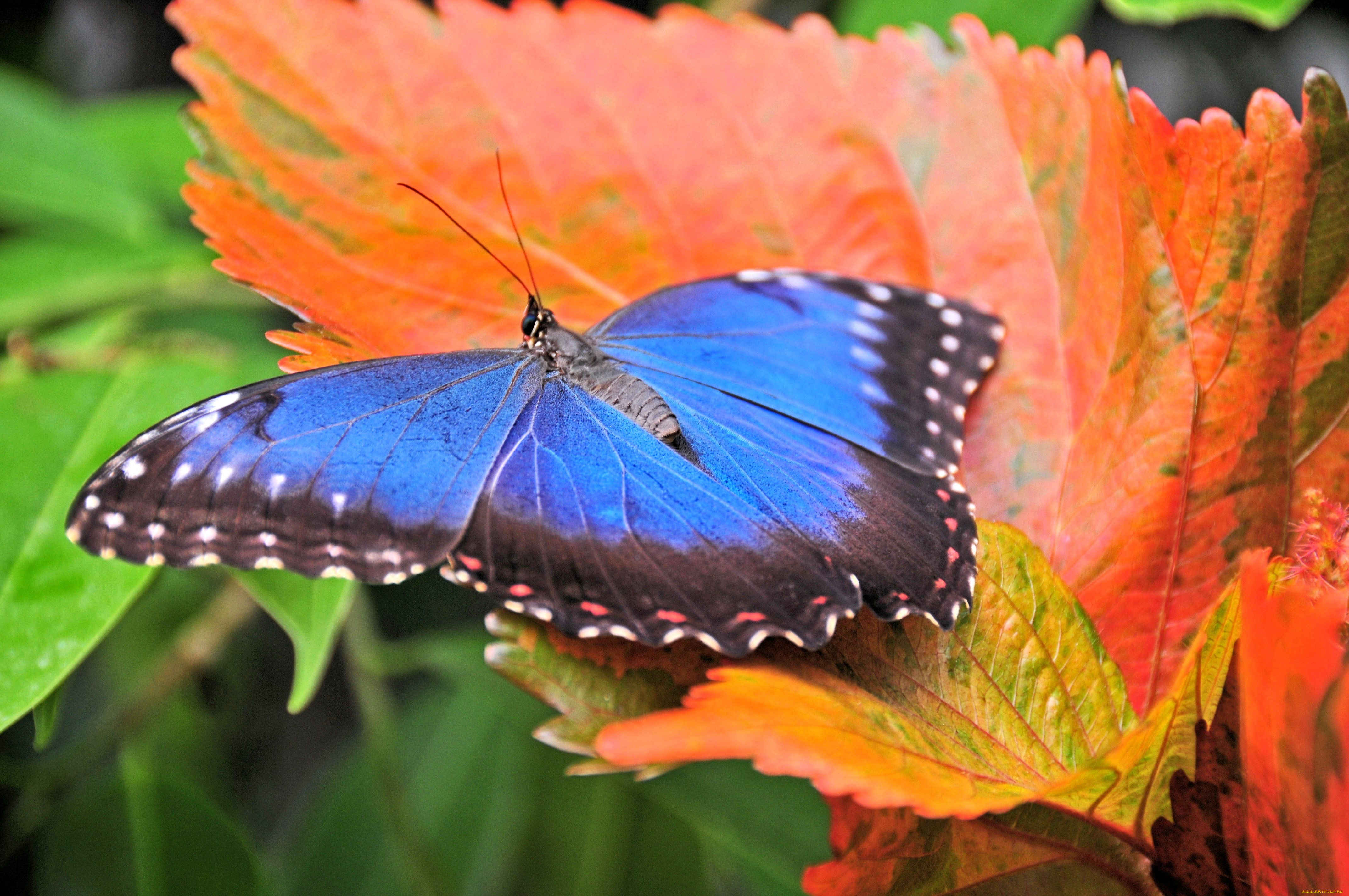 животные, бабочки, крылья, яркий, синий