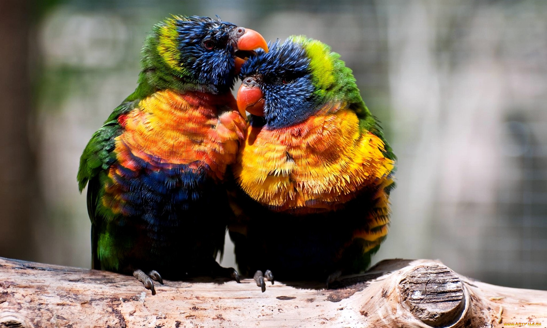 животные, попугаи, разноцветный, яркий, пара