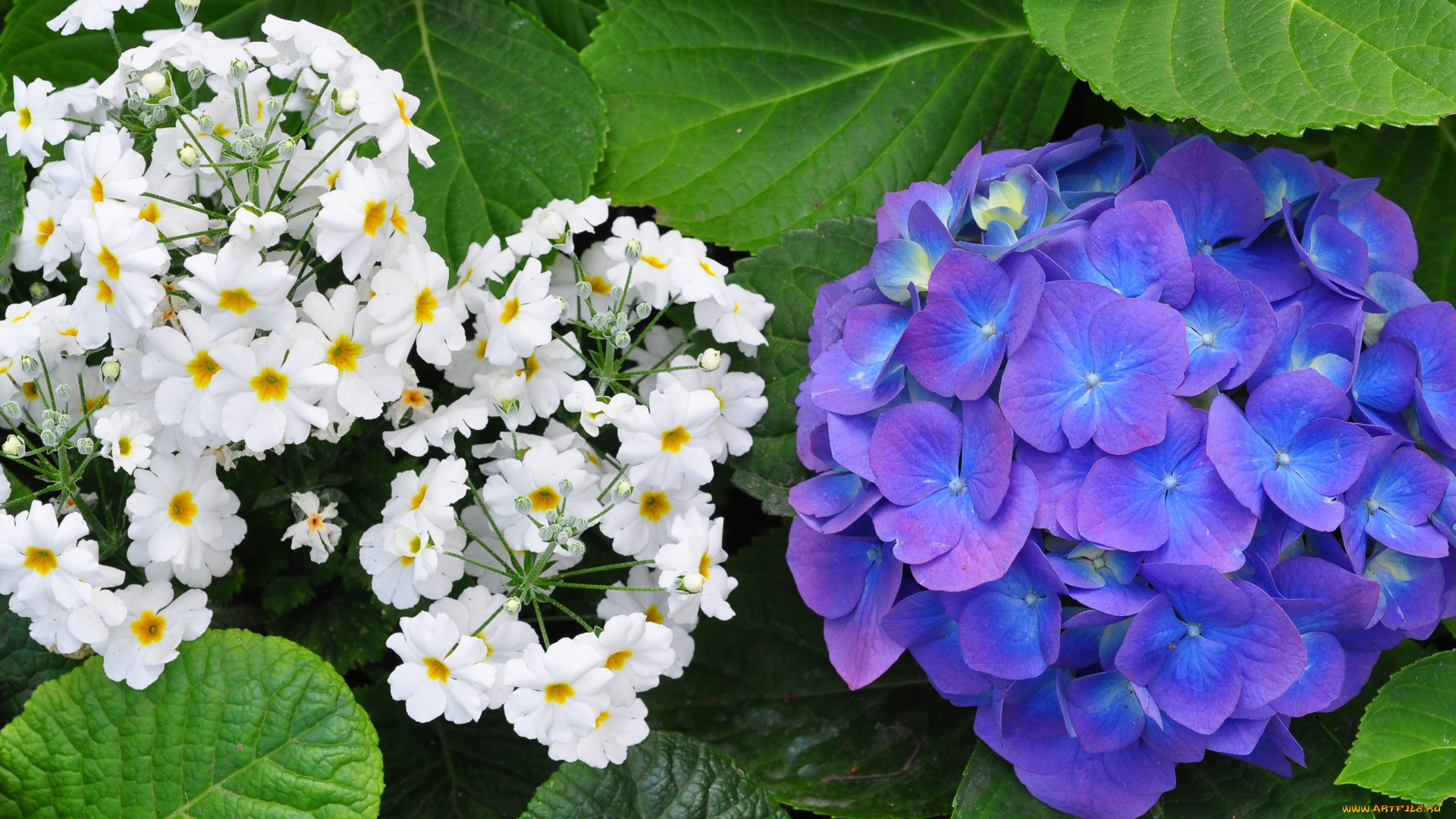 цветы, разные, вместе, белый, гортензия, синий, примула