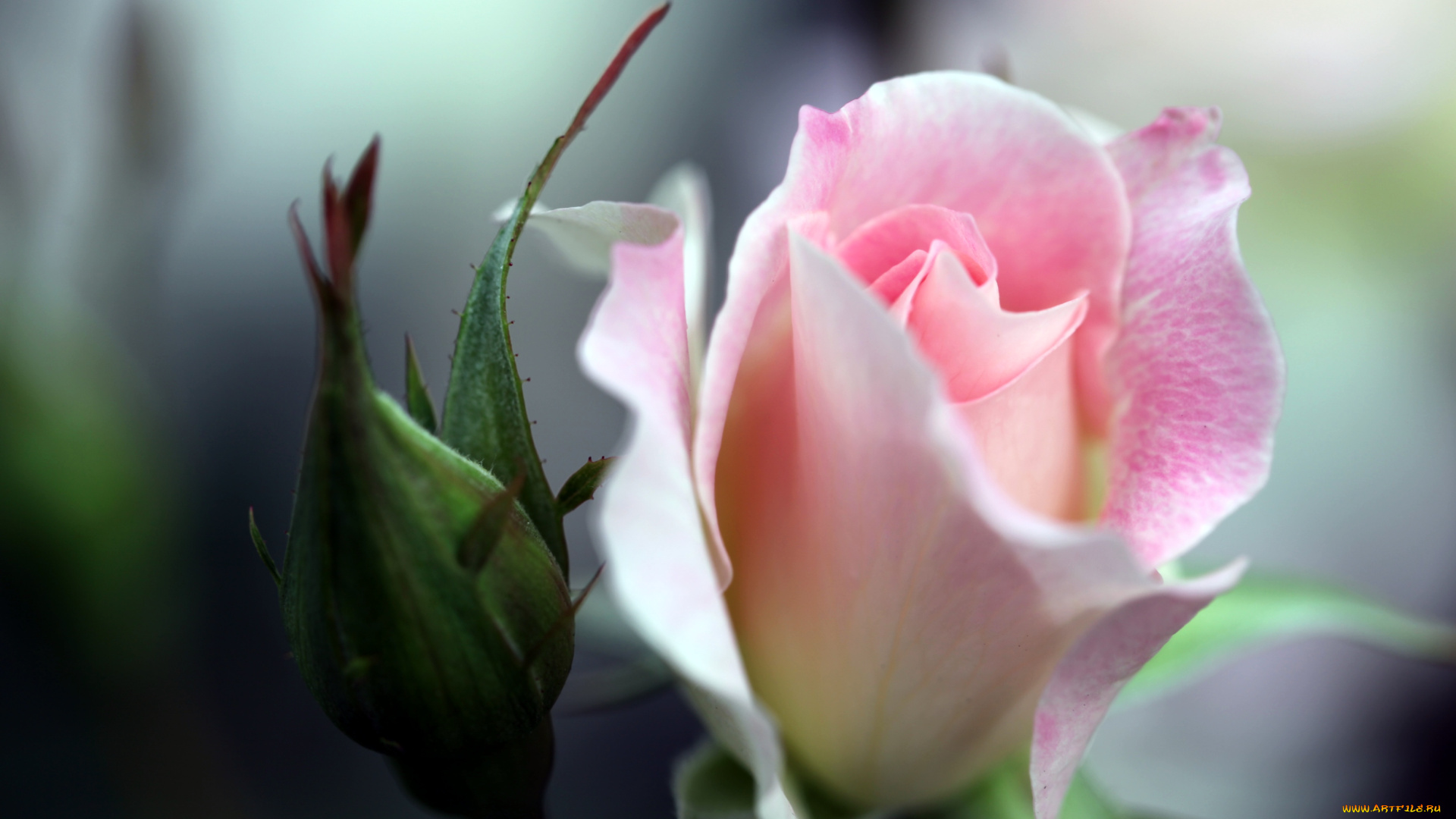 цветы, розы, розовый, бутон, нежность