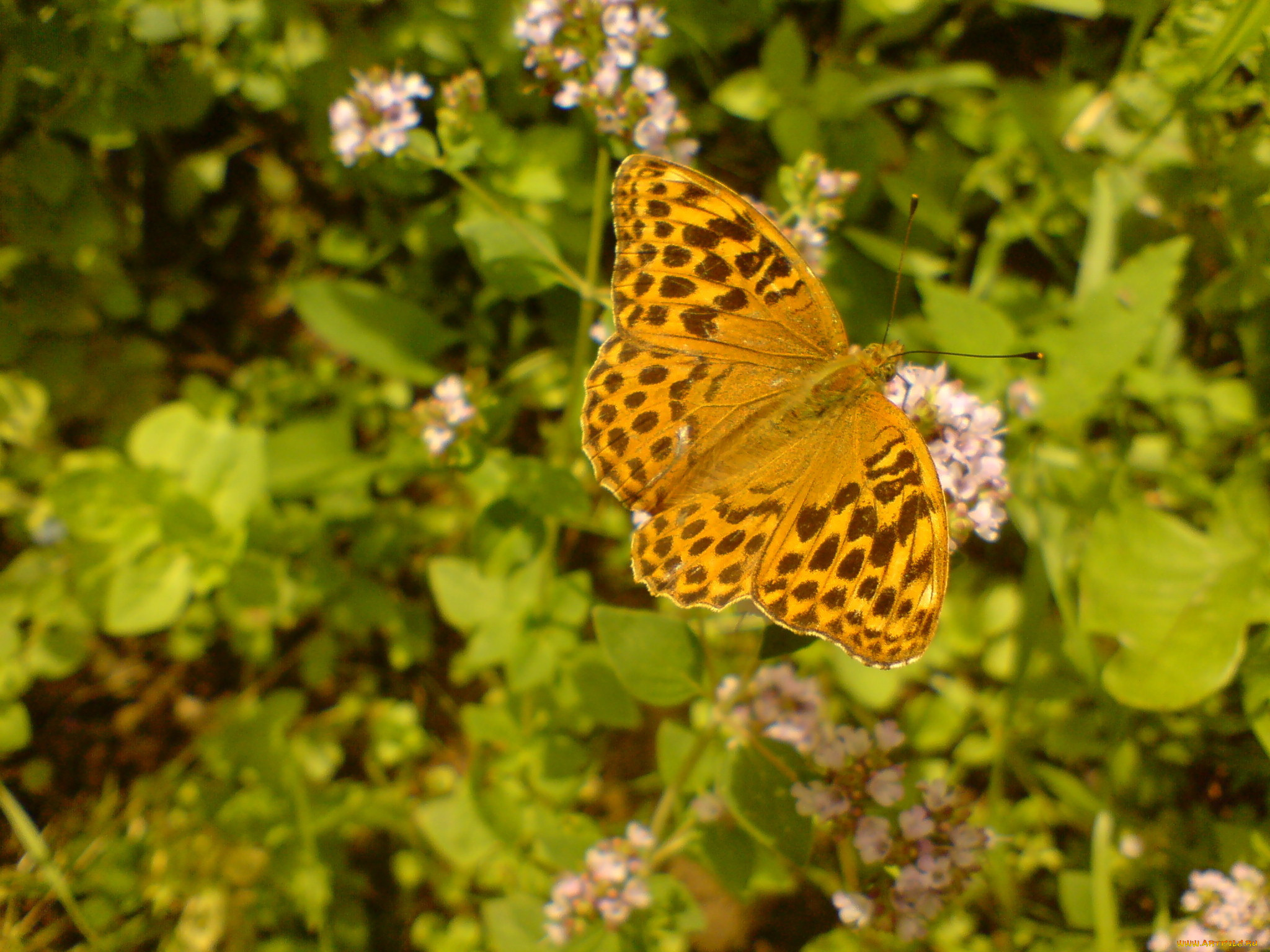 животные, бабочки, бабочка, мотылек, цветы, нектар