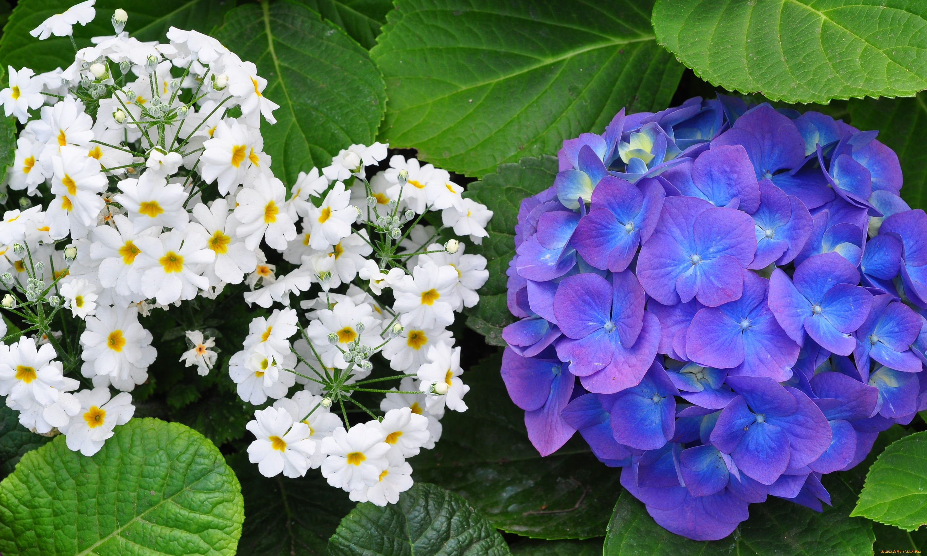 цветы, разные, вместе, белый, гортензия, синий, примула