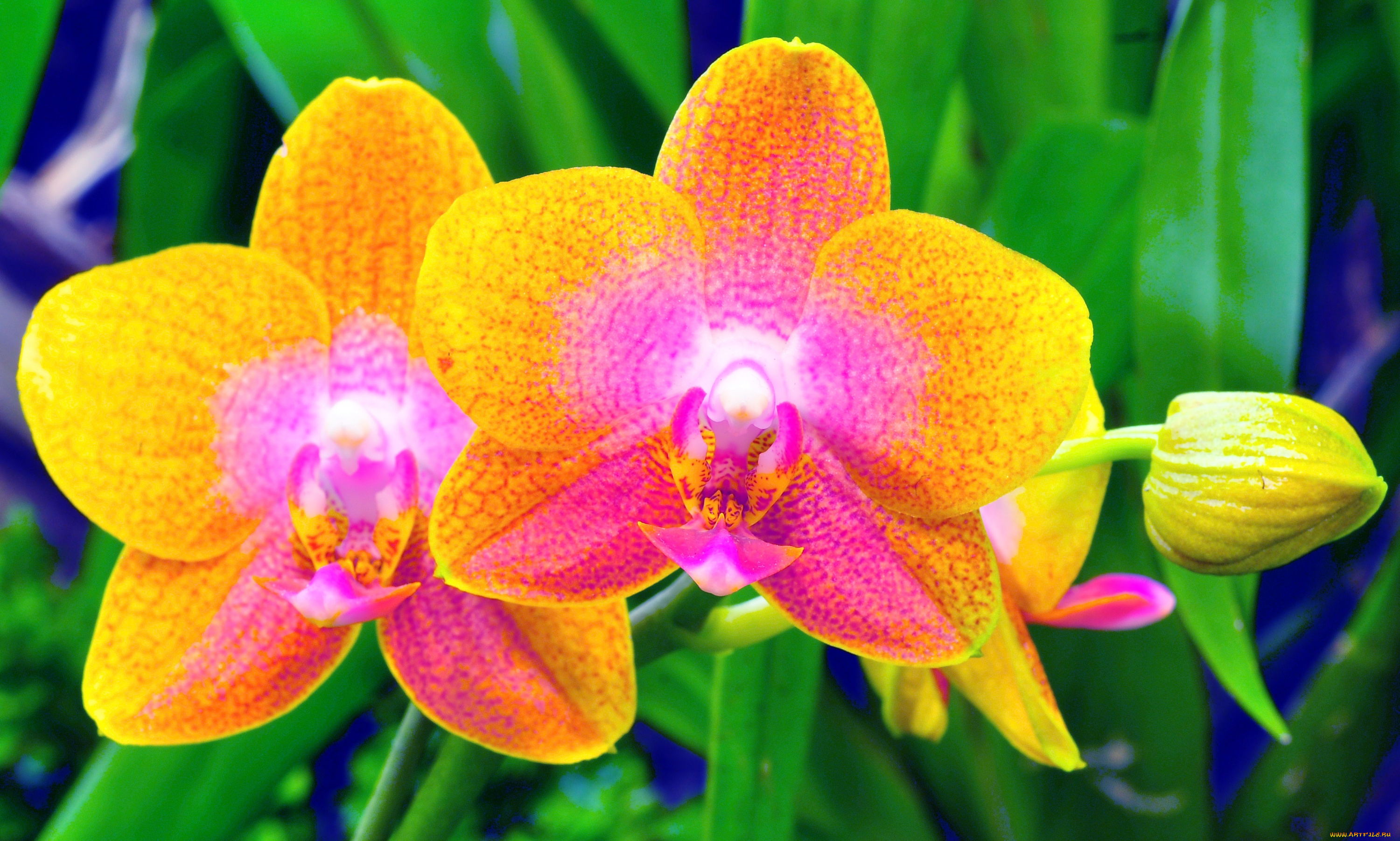 цветы, орхидеи, желтый, яркий, экзотика