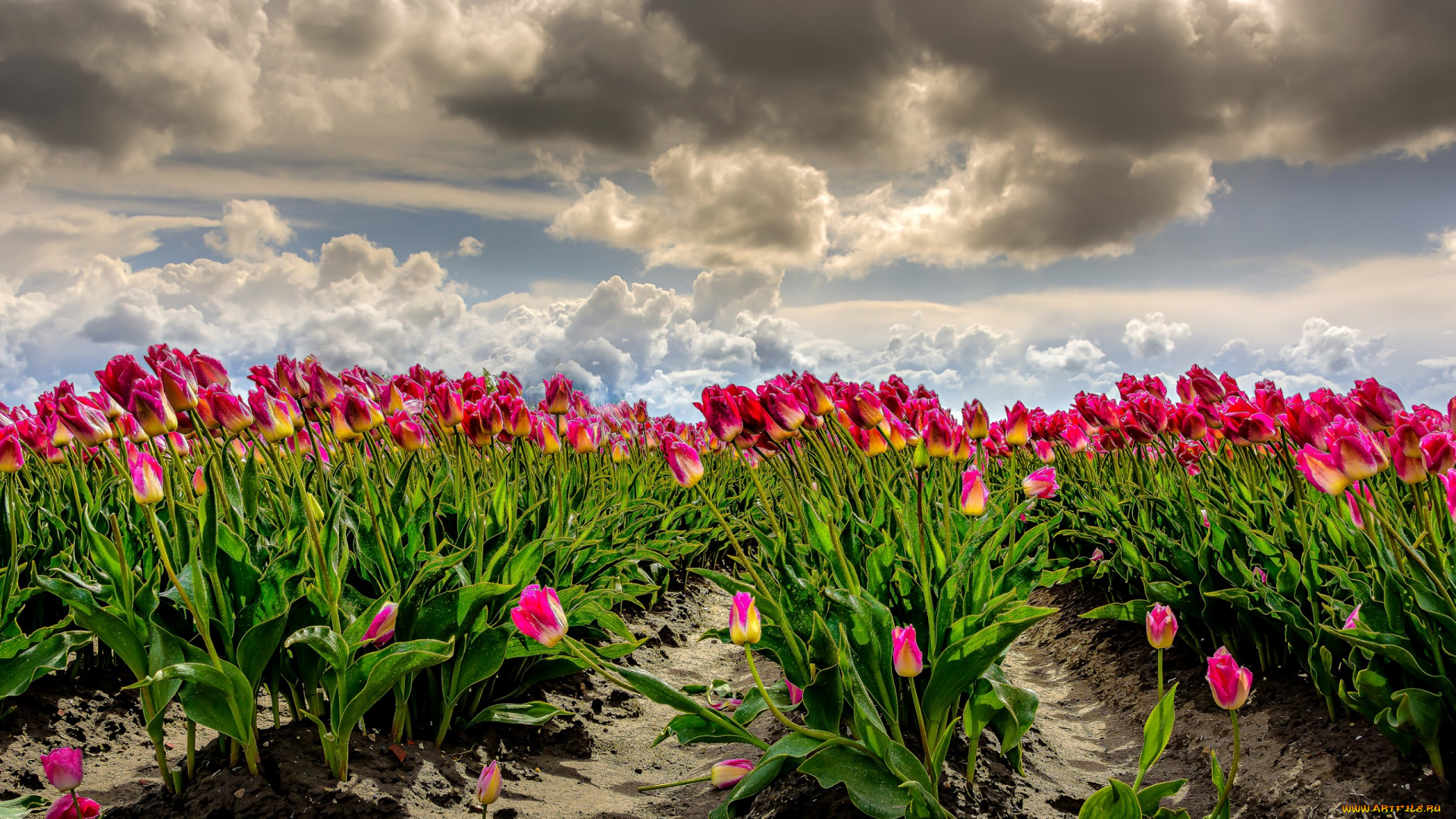 цветы, тюльпаны, нидерланды, поле, много, ветер, небо, облака, фотошоп