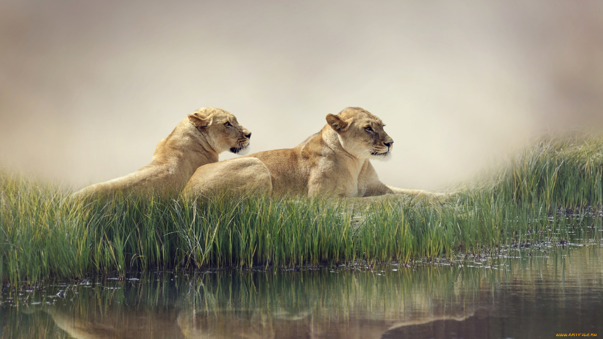 животные, львы, природа, пруд, камыши, хищники, лежат, отдыхают, вода, отражение, туман