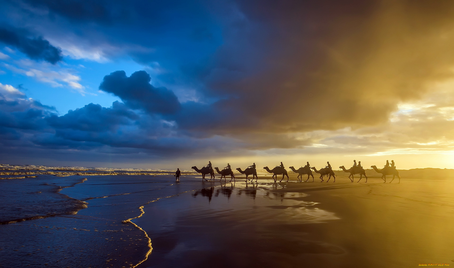 животные, верблюды, море, берег, закат, караван