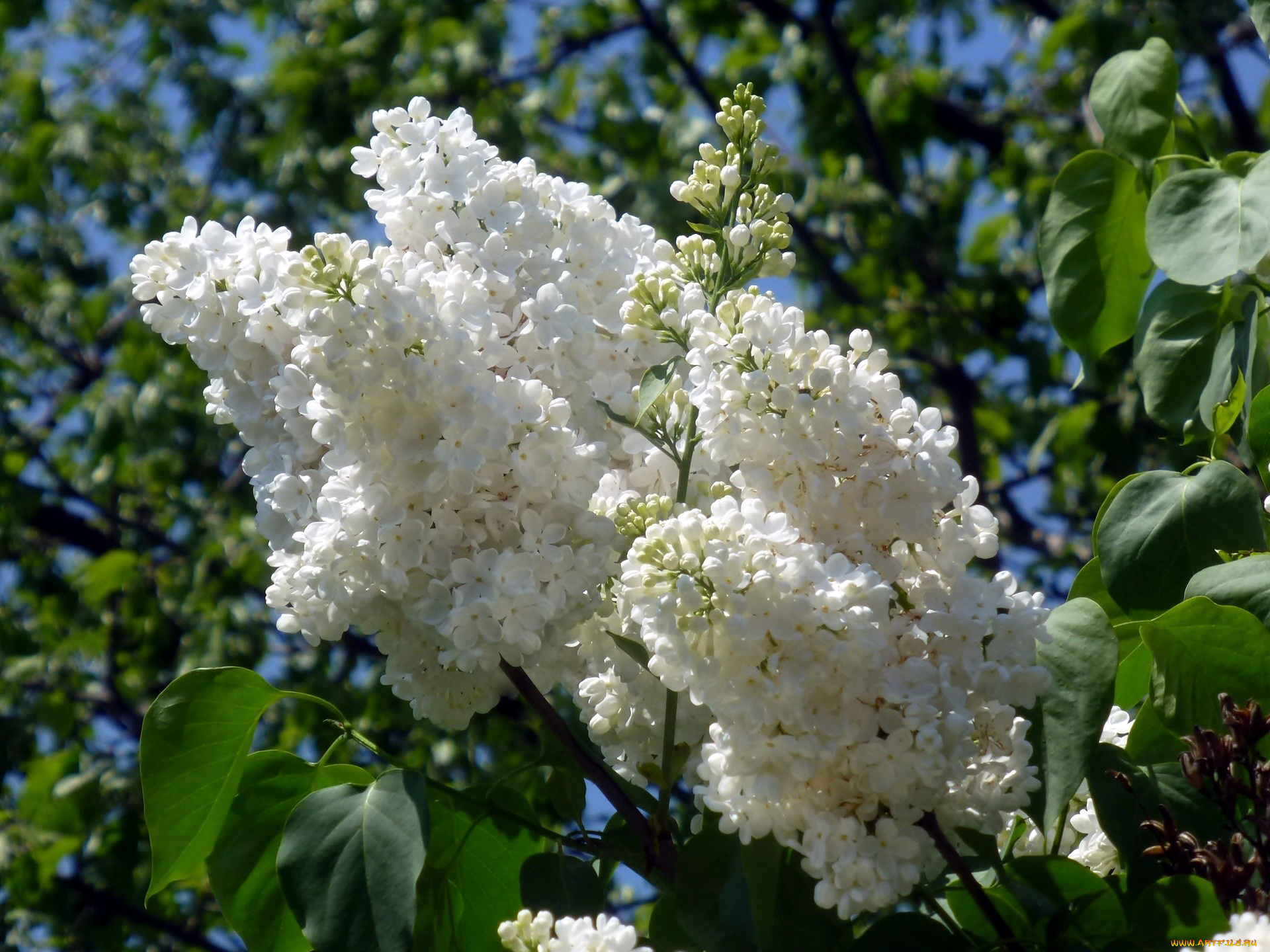 цветы, сирень, белый