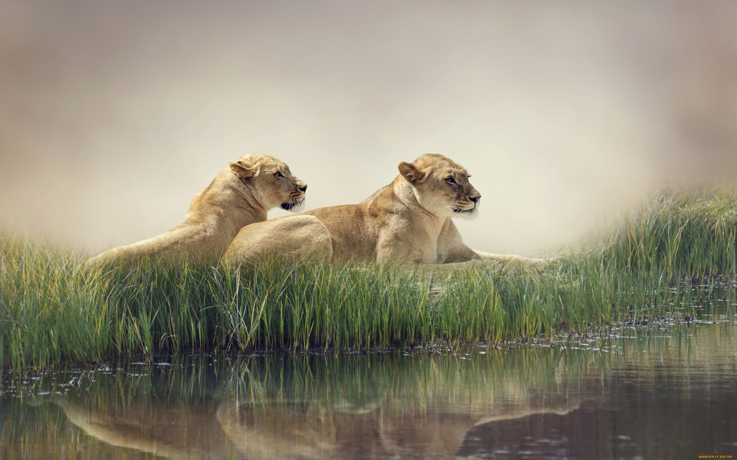 животные, львы, природа, пруд, камыши, хищники, лежат, отдыхают, вода, отражение, туман