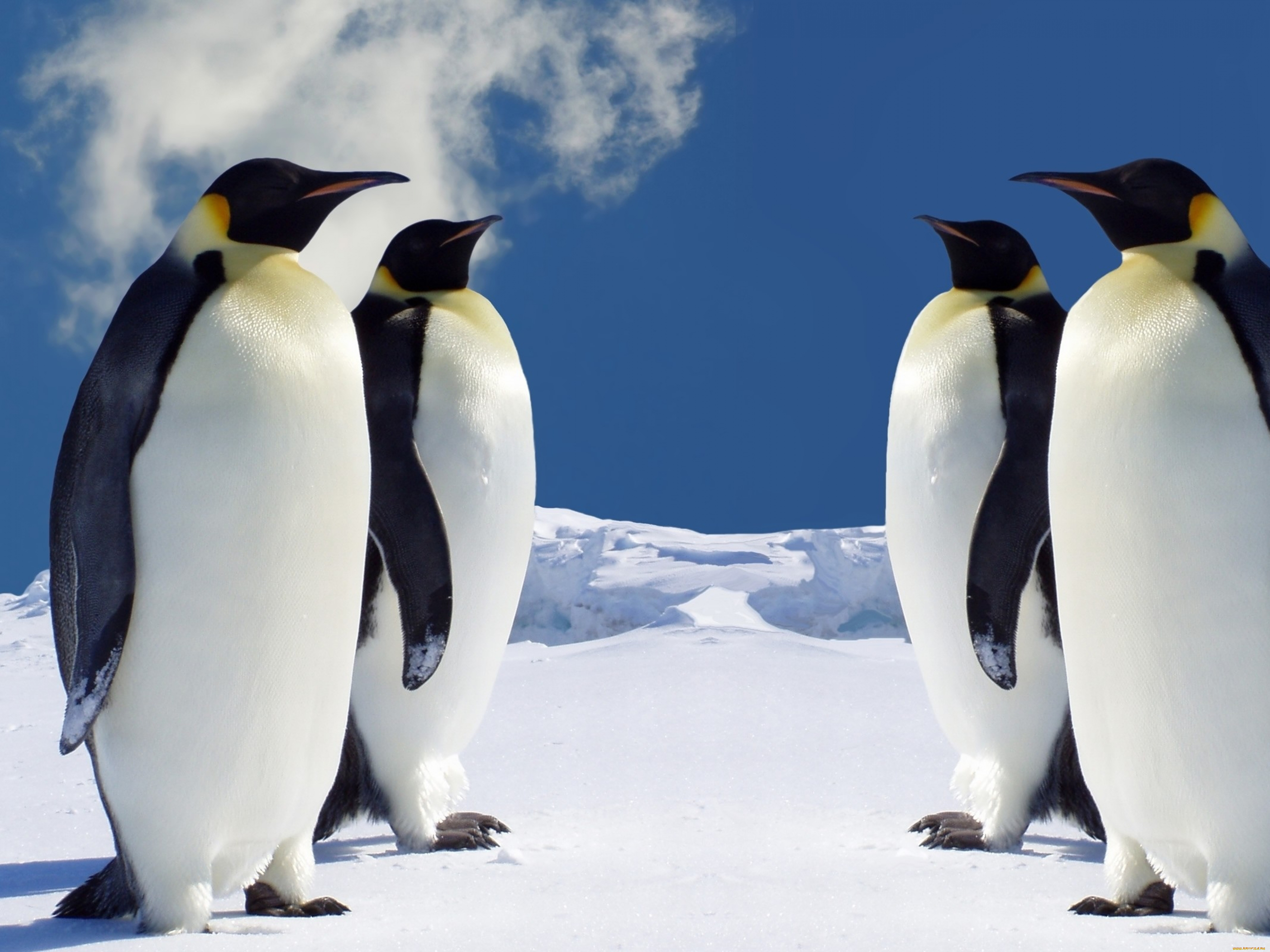 животные, пингвины, снег, лед, облако, стая
