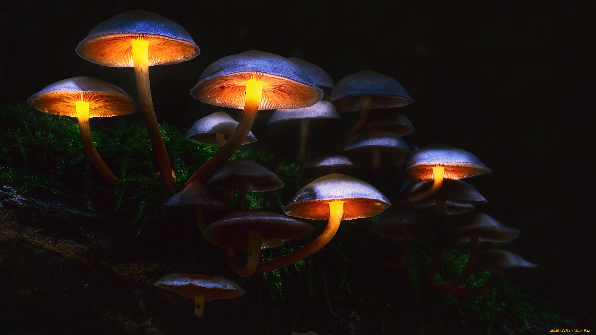 природа, грибы, макро, свет, осень, лес, мрак