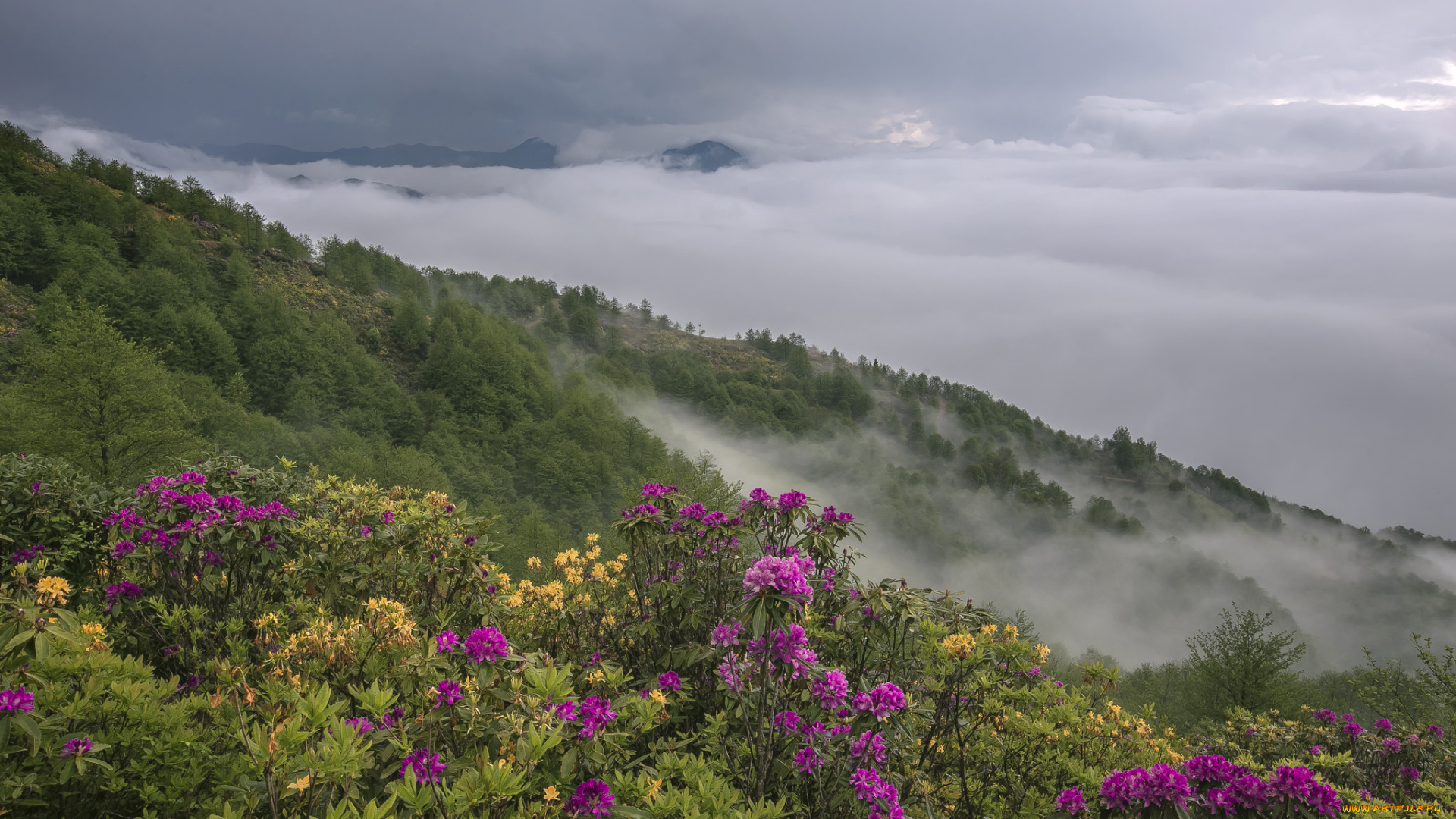 природа, пейзажи, простор