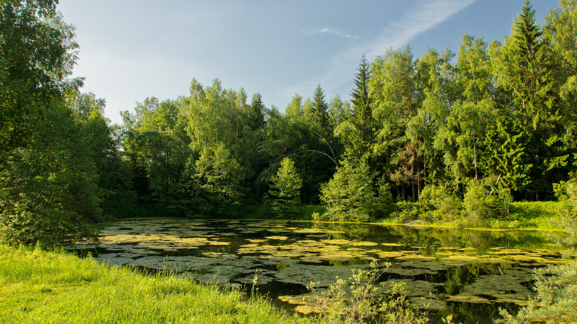 природа, реки, озера, лес, река