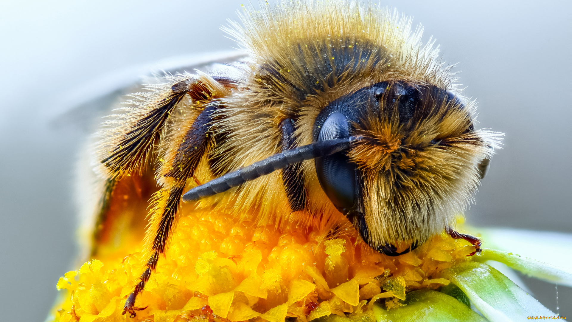 животные, пчелы, , осы, , шмели, глаза, макро, пыльца, пчела, насекомое, цветок, фон, макросъемка