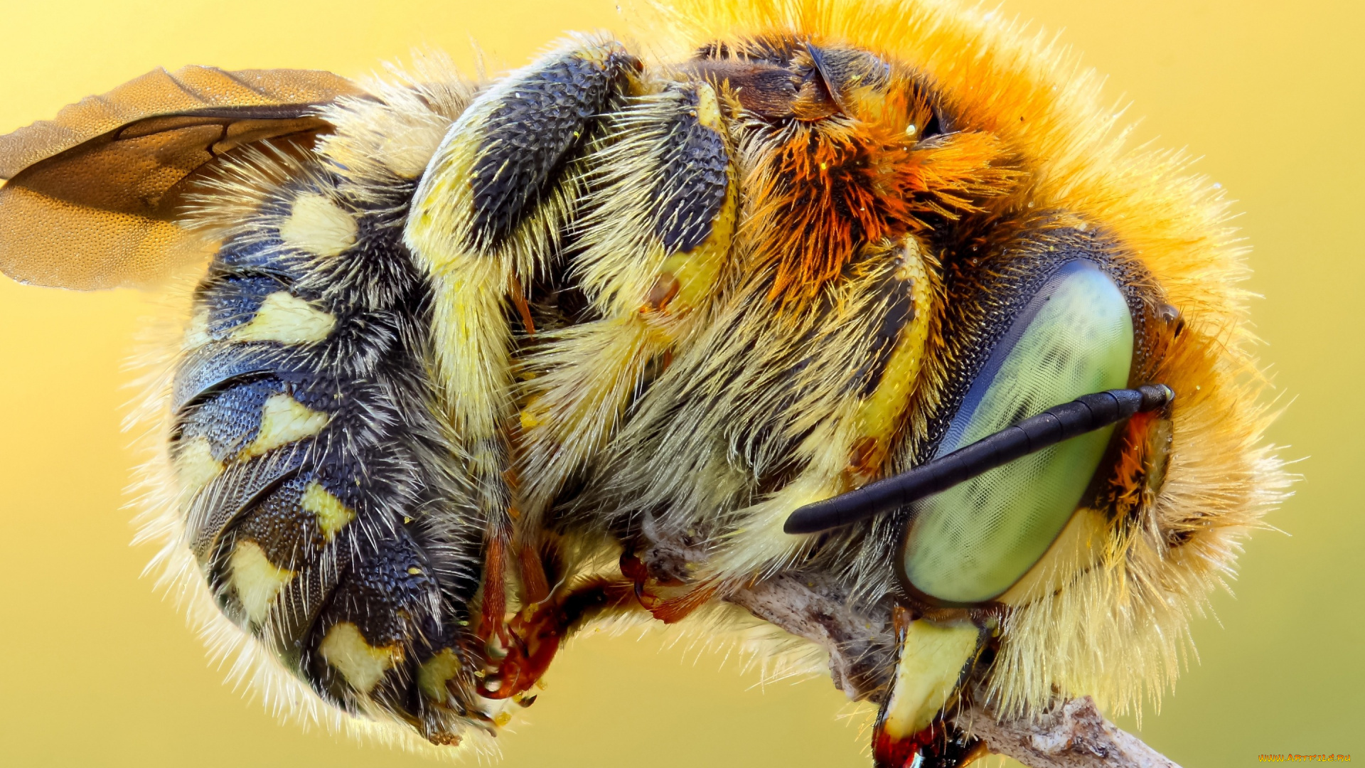 животные, пчелы, , осы, , шмели, мохнатый, полосатый, природа, брюшко, подробности, насекомое, стебель, желтый, пчела, глаза, макро, яркий, шмель, фон