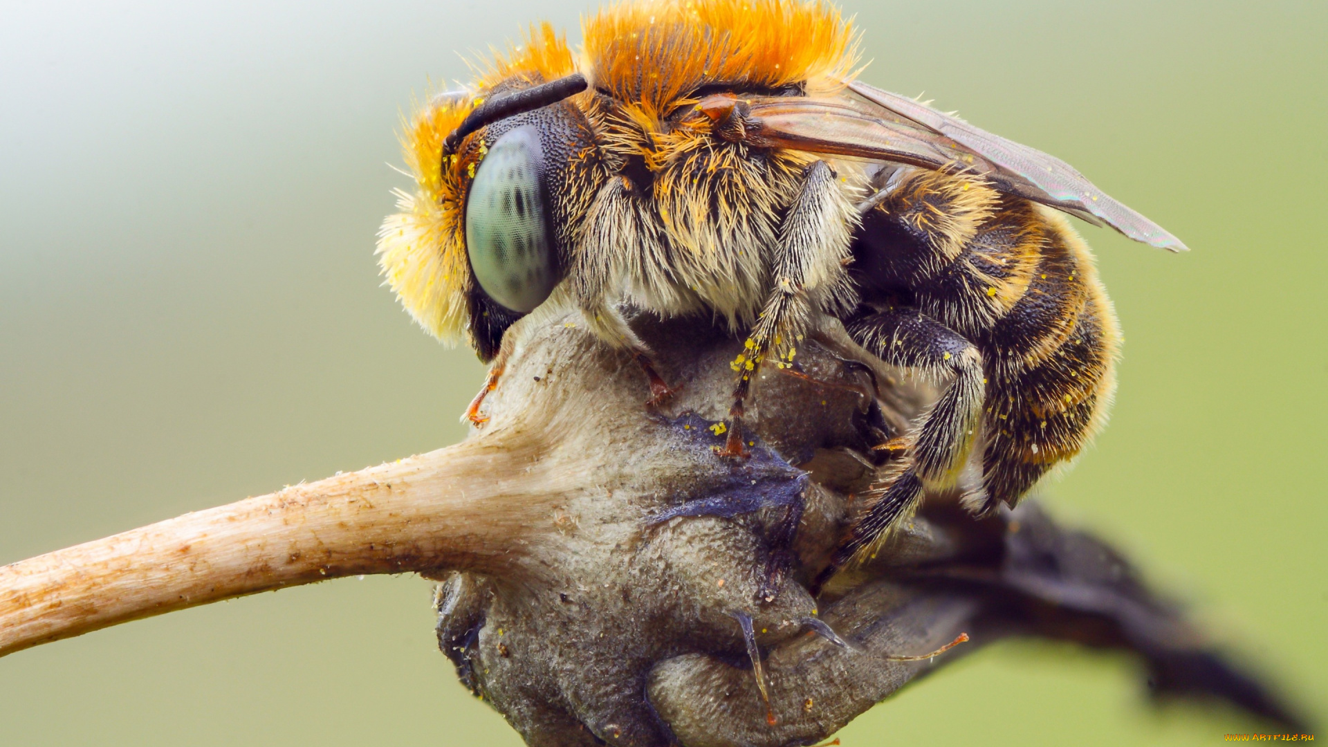 животные, пчелы, , осы, , шмели, насекомое, природа, глаза, растение, шертска, фон, детали, полосатый, тельце, подробности, пчела, пыльца, макро, шмель