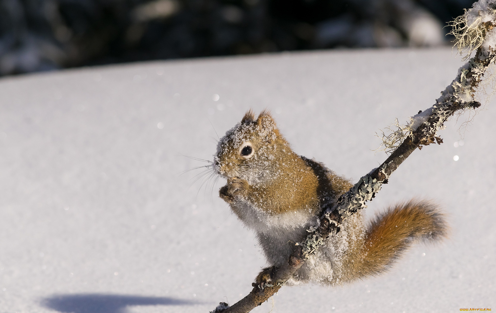 природа животные белка снег nature animals protein snow бесплатно