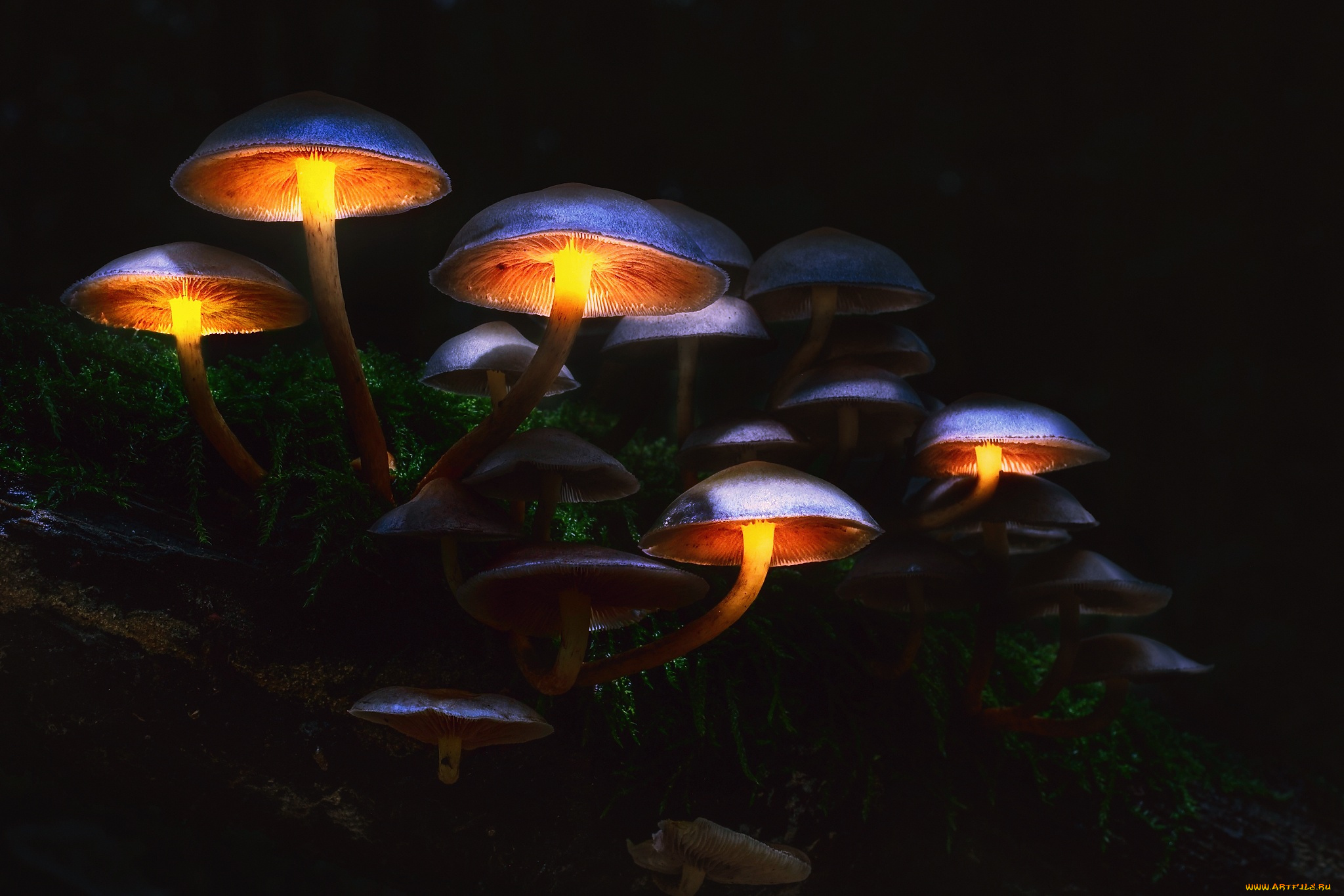 природа, грибы, макро, свет, осень, лес, мрак