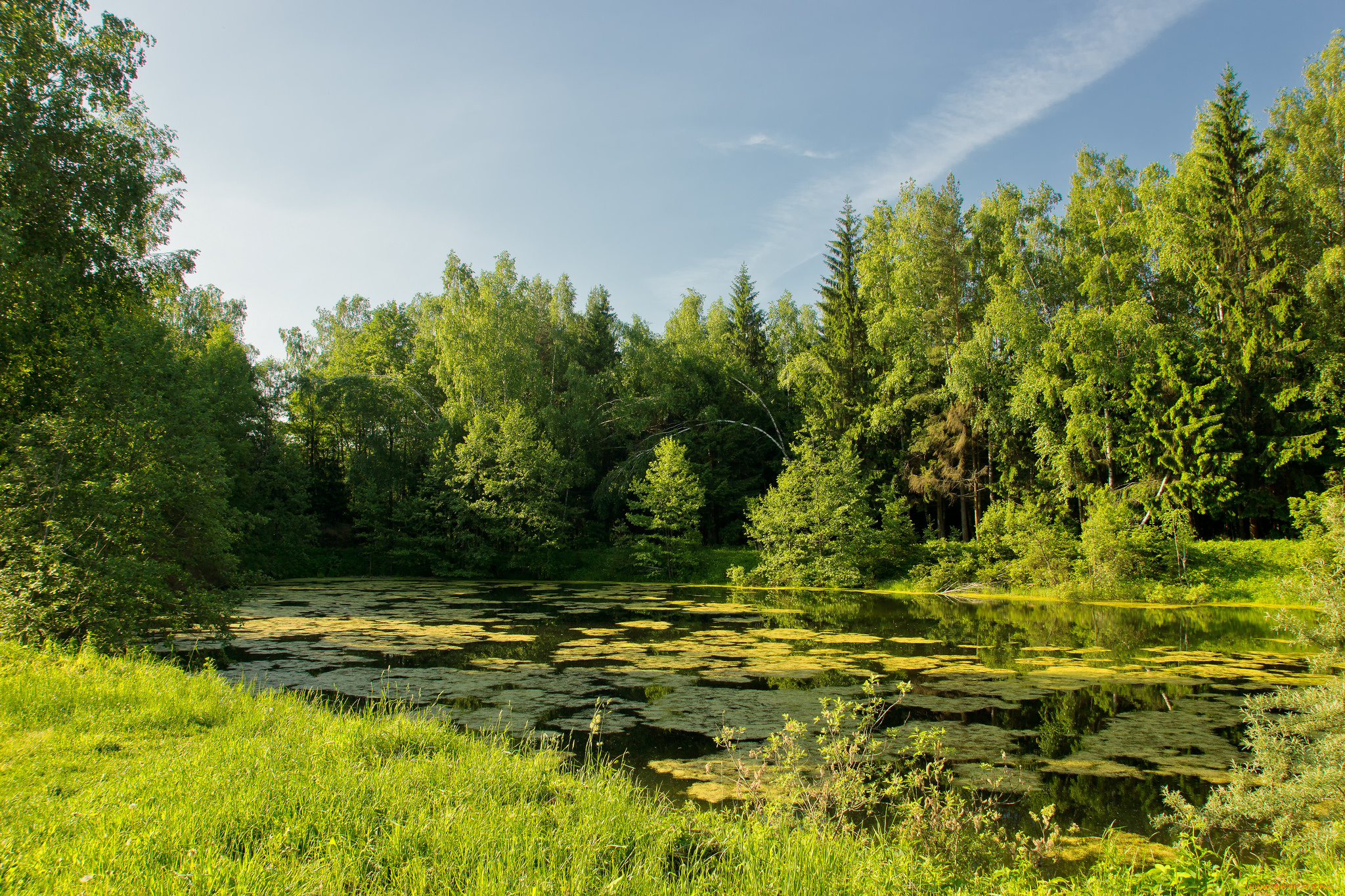 природа, реки, озера, лес, река