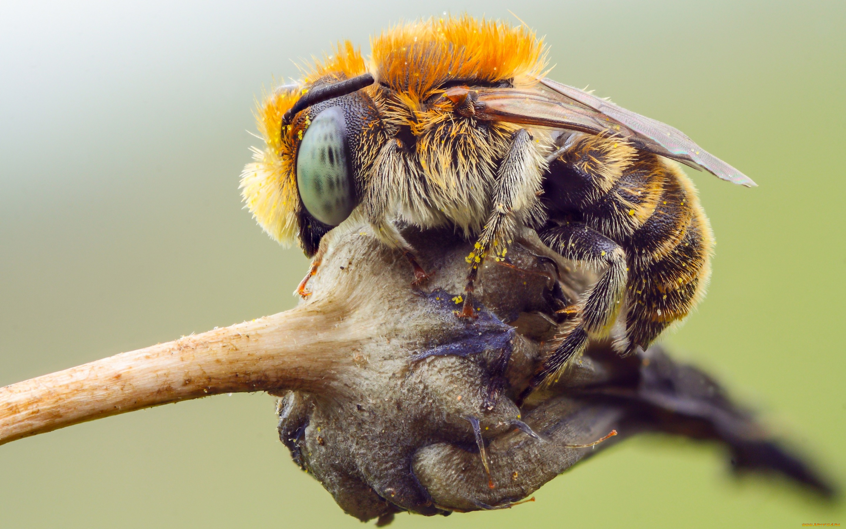 животные, пчелы, , осы, , шмели, насекомое, природа, глаза, растение, шертска, фон, детали, полосатый, тельце, подробности, пчела, пыльца, макро, шмель