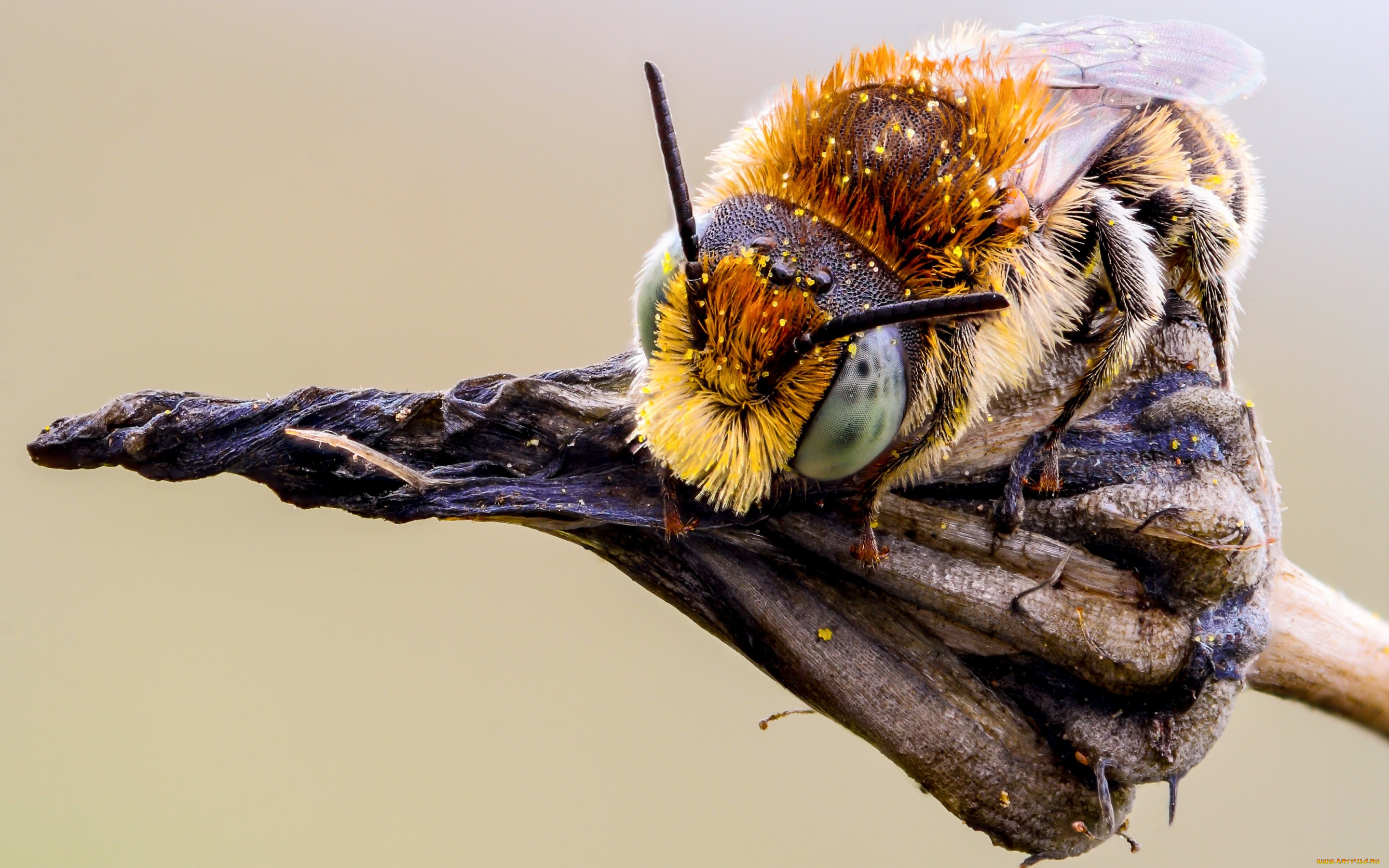 животные, пчелы, , осы, , шмели, растение, пыльца, фон, шмель, усики, макро, сухое, макросъемка, природа, шерстка, насекомое, детали, мордашка, глаза, пчела