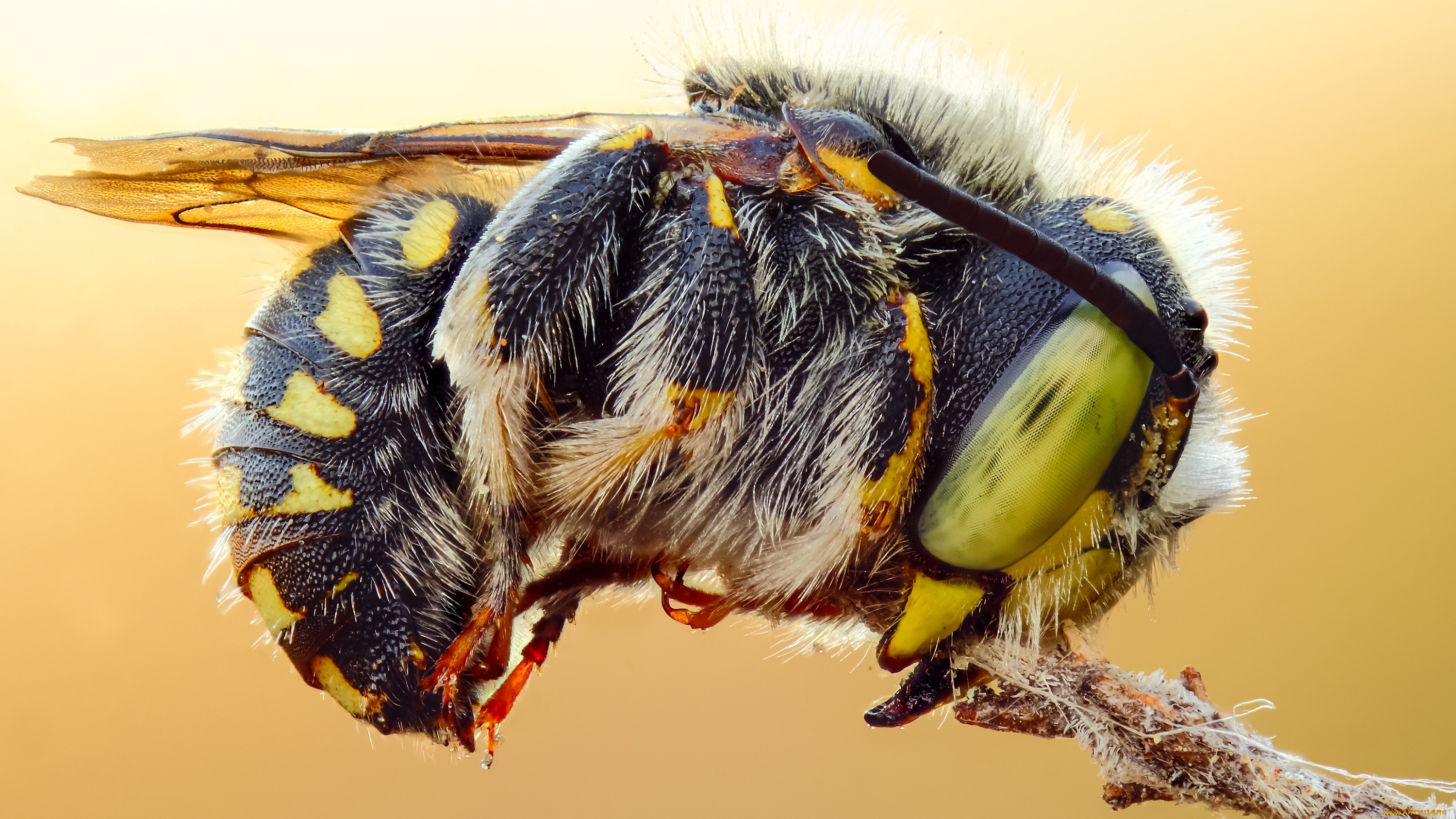 природа насекомое макро голова пчела глаза без смс