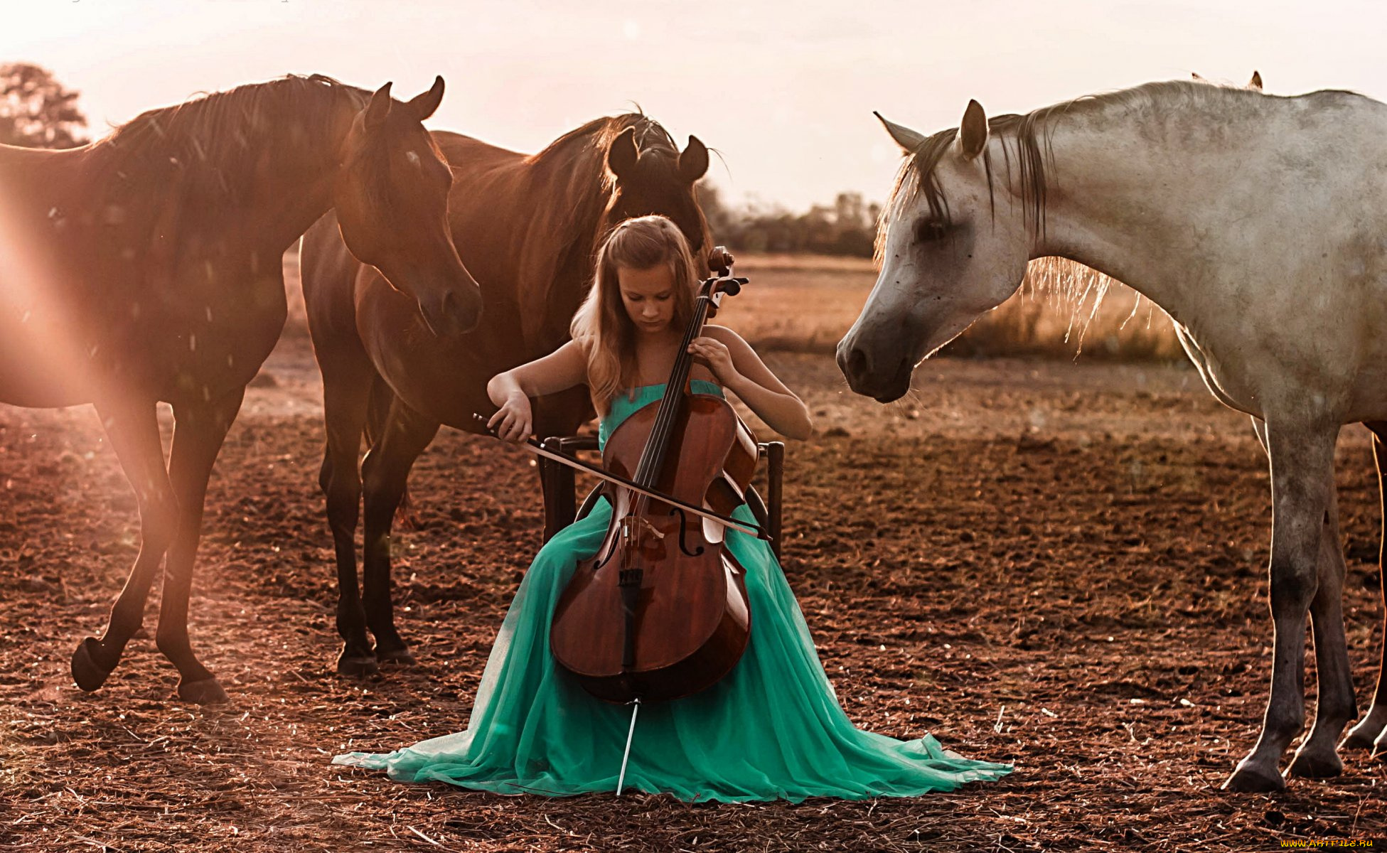 музыка, -другое, природа, конь, лошадь, виолончель, девушка