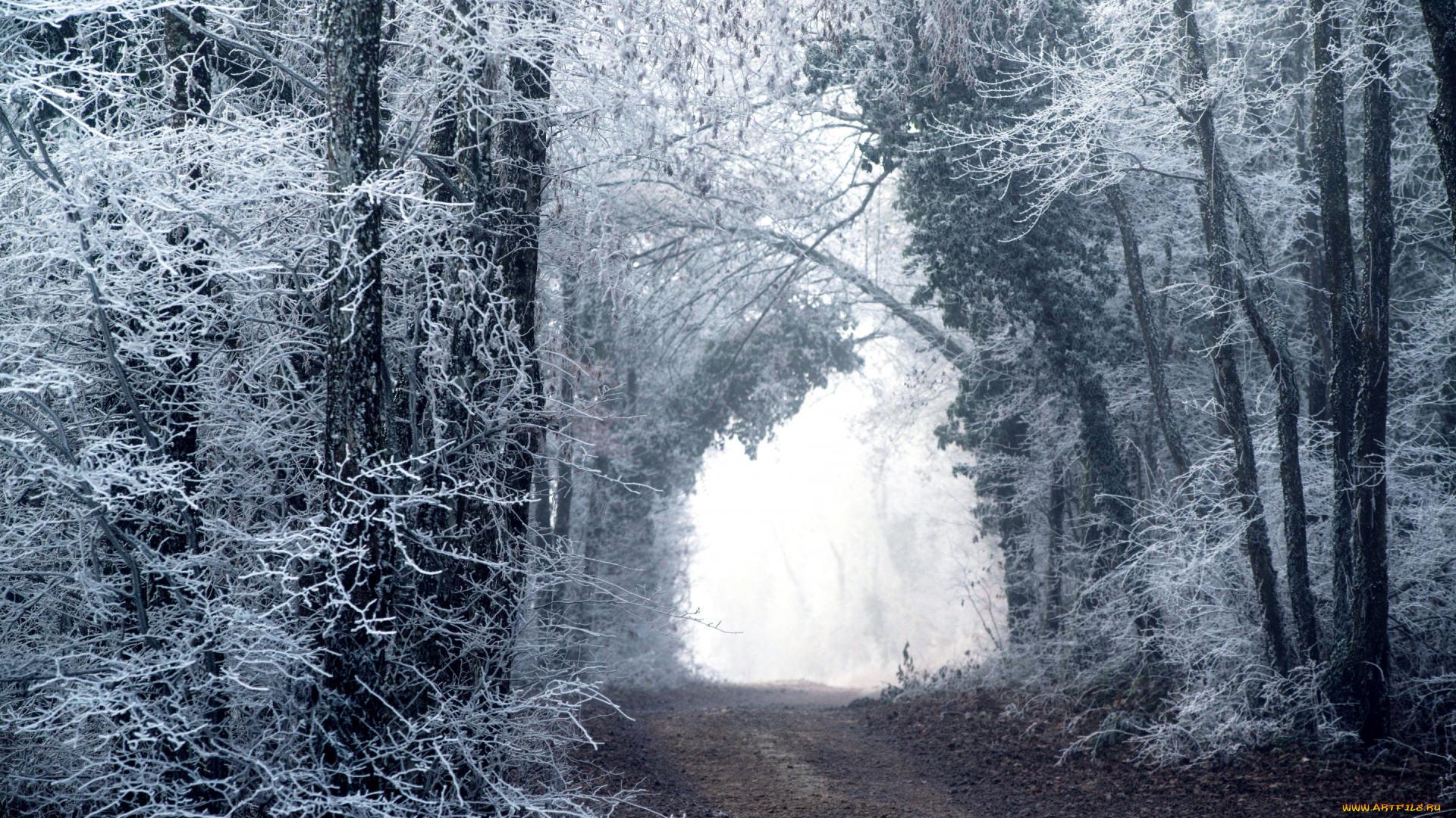 природа, дороги, лес, дорога, зима