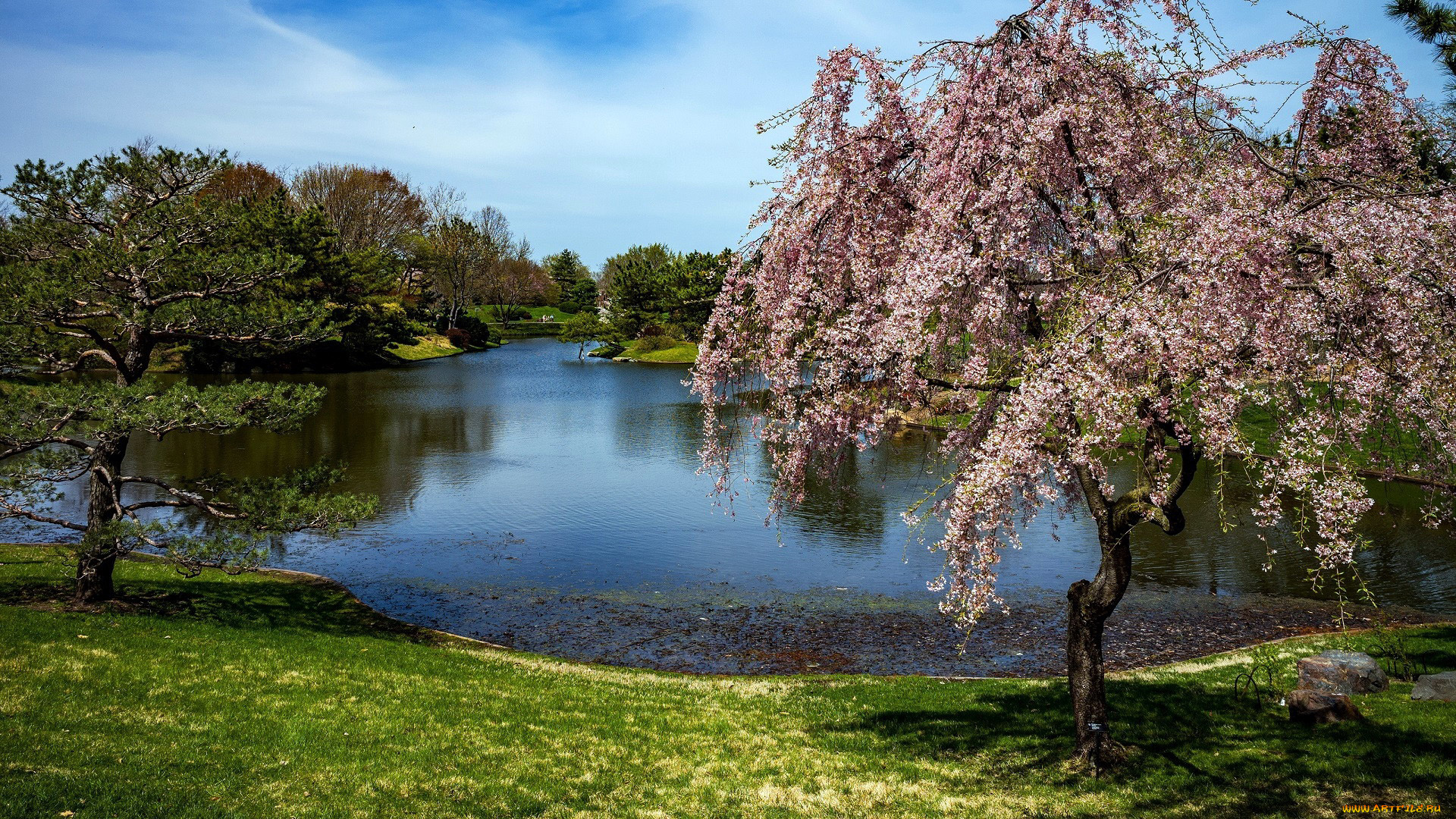 природа, парк, цветение, весна, озеро