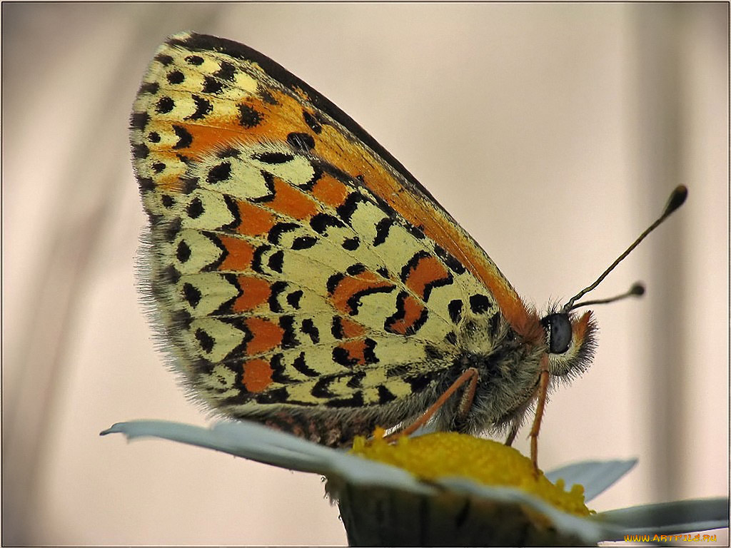 urman, шашечница, животные, бабочки