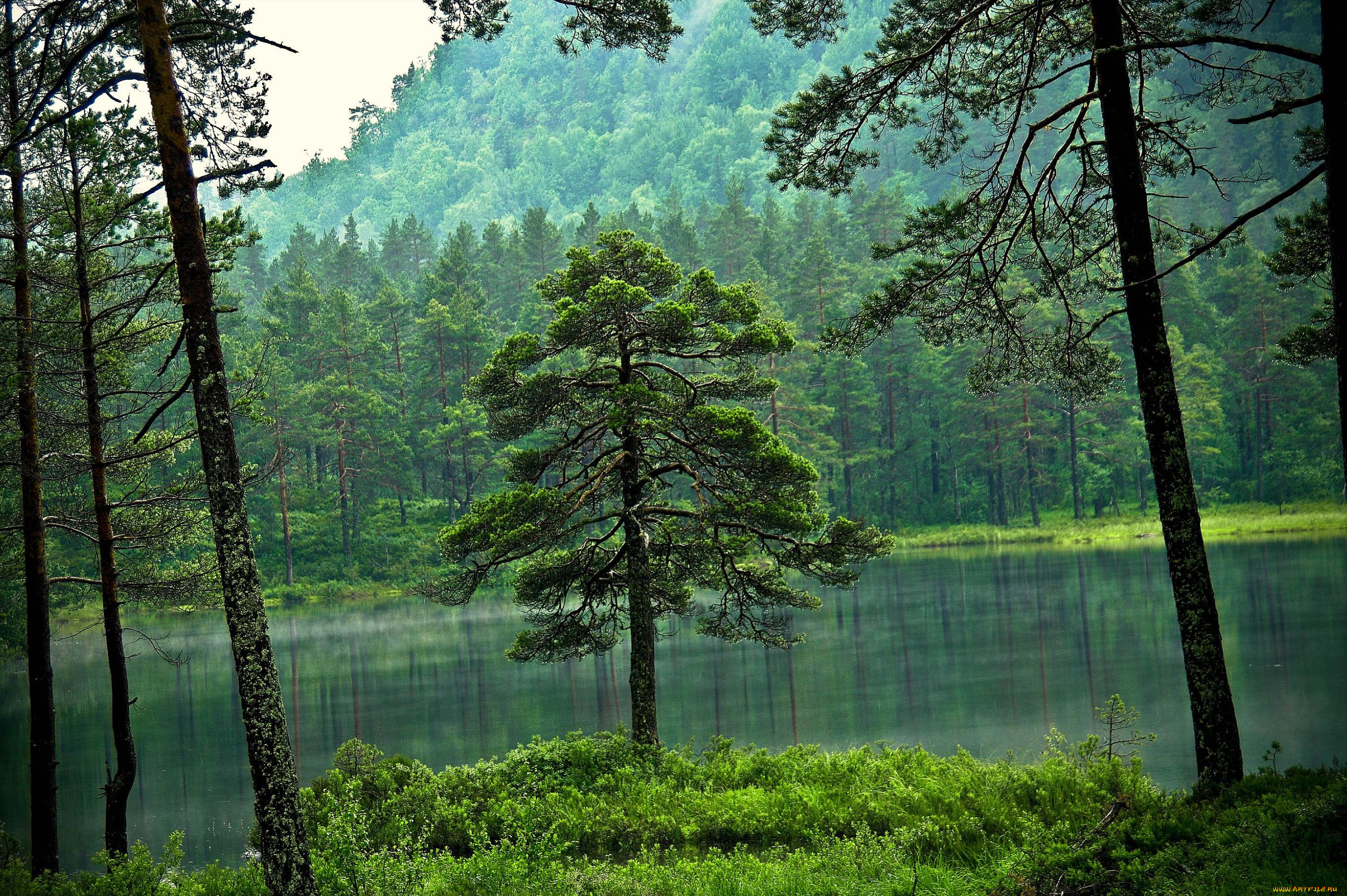 природа, лес, озеро, деревья