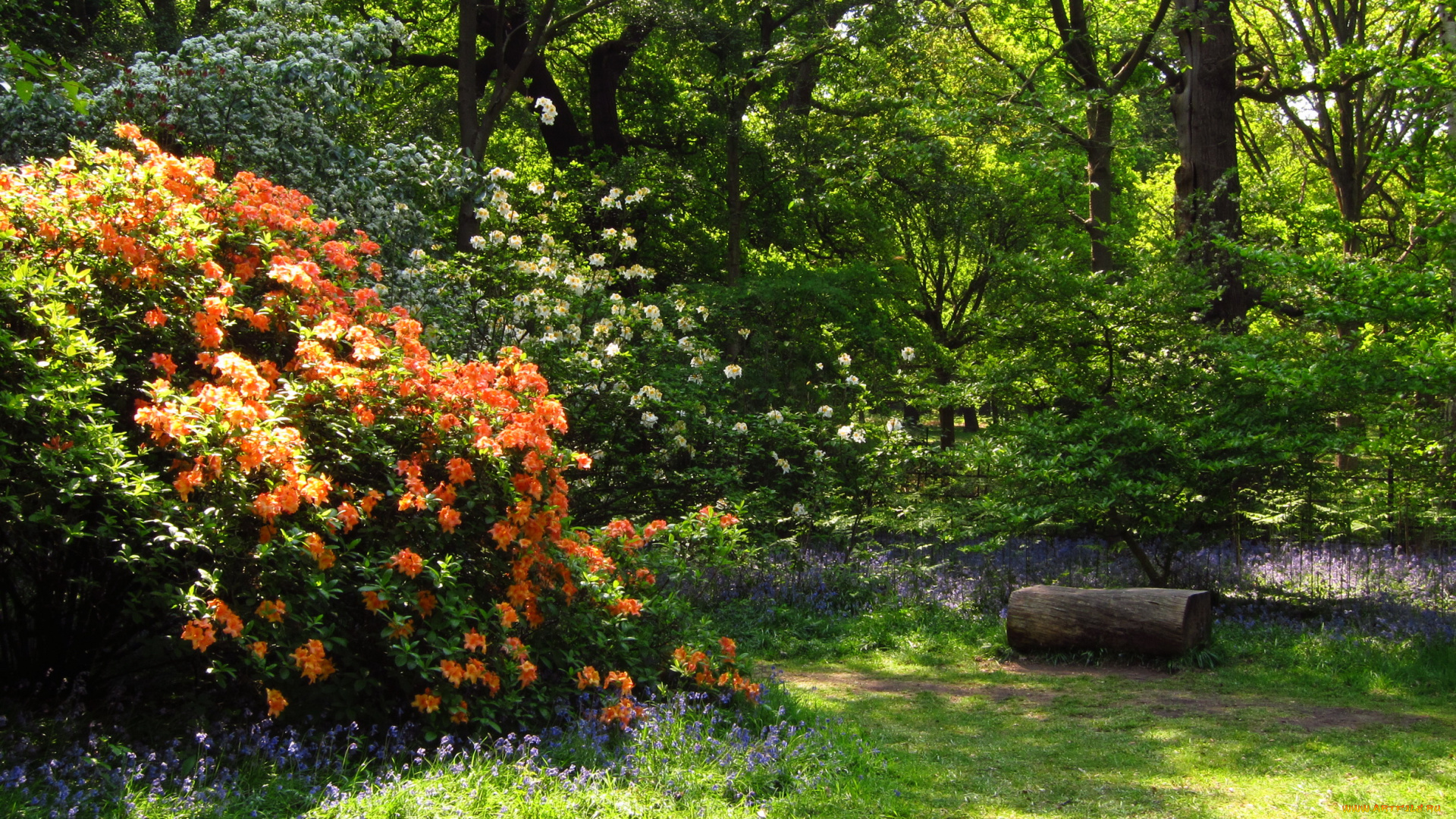 azalea, garden, richmond, england, природа, парк, кусты, деревья