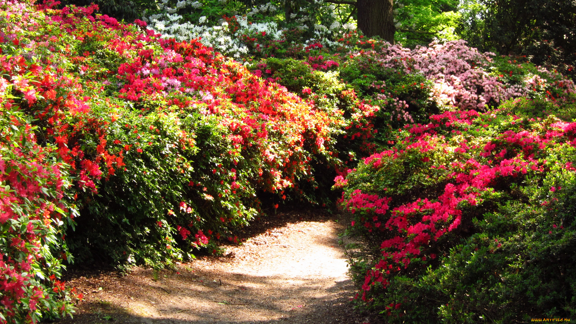 azalea, garden, richmond, england, природа, парк, сад, азалии, кусты